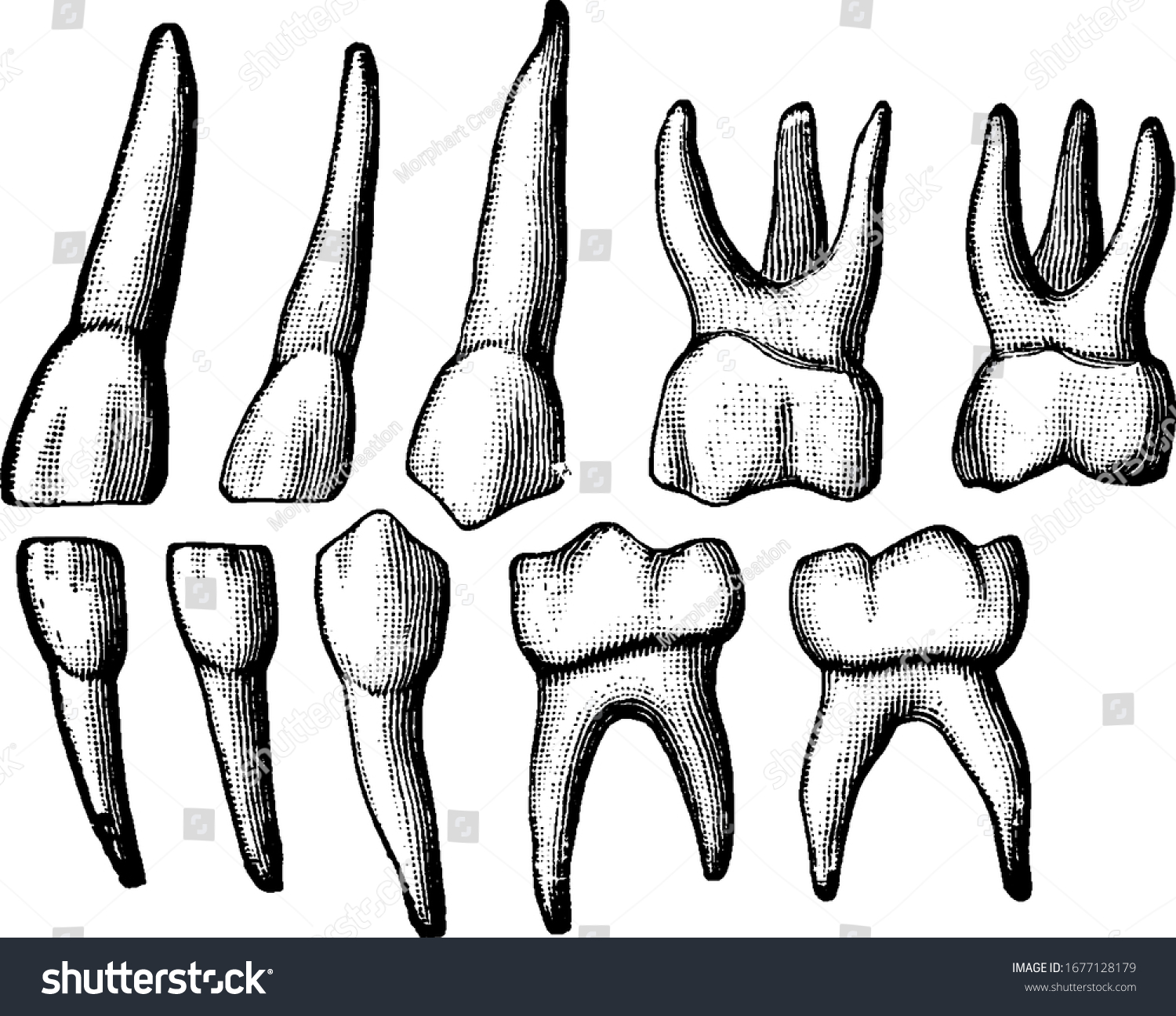 Temporary Teeth Called Primary Teeth Baby Stock Vector (Royalty Free ...