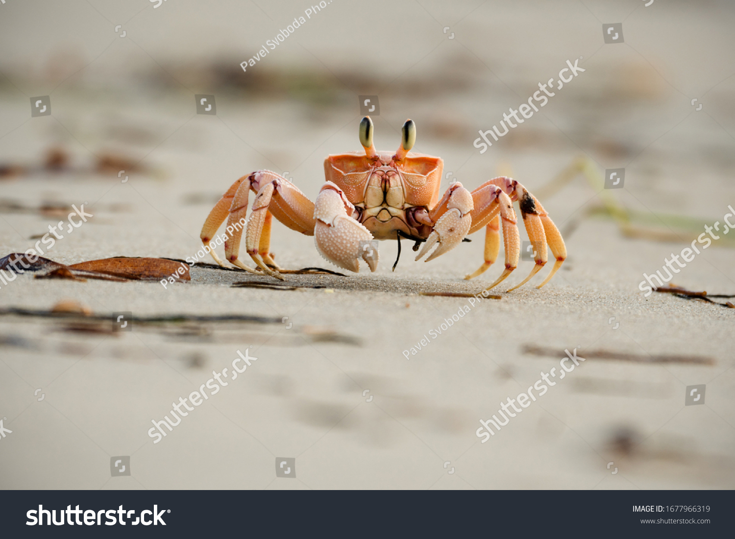 Big Crab On Sandy Beach Tanzania Stock Photo 1677966319 | Shutterstock