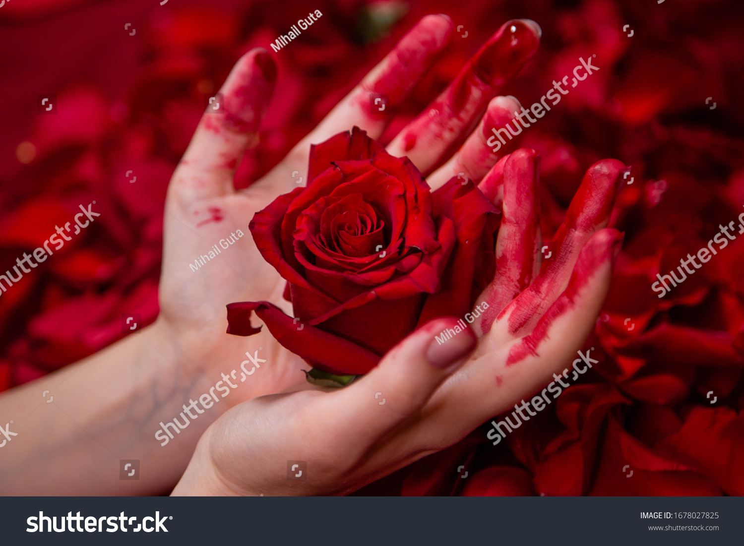 Бинты розы кровь образ
