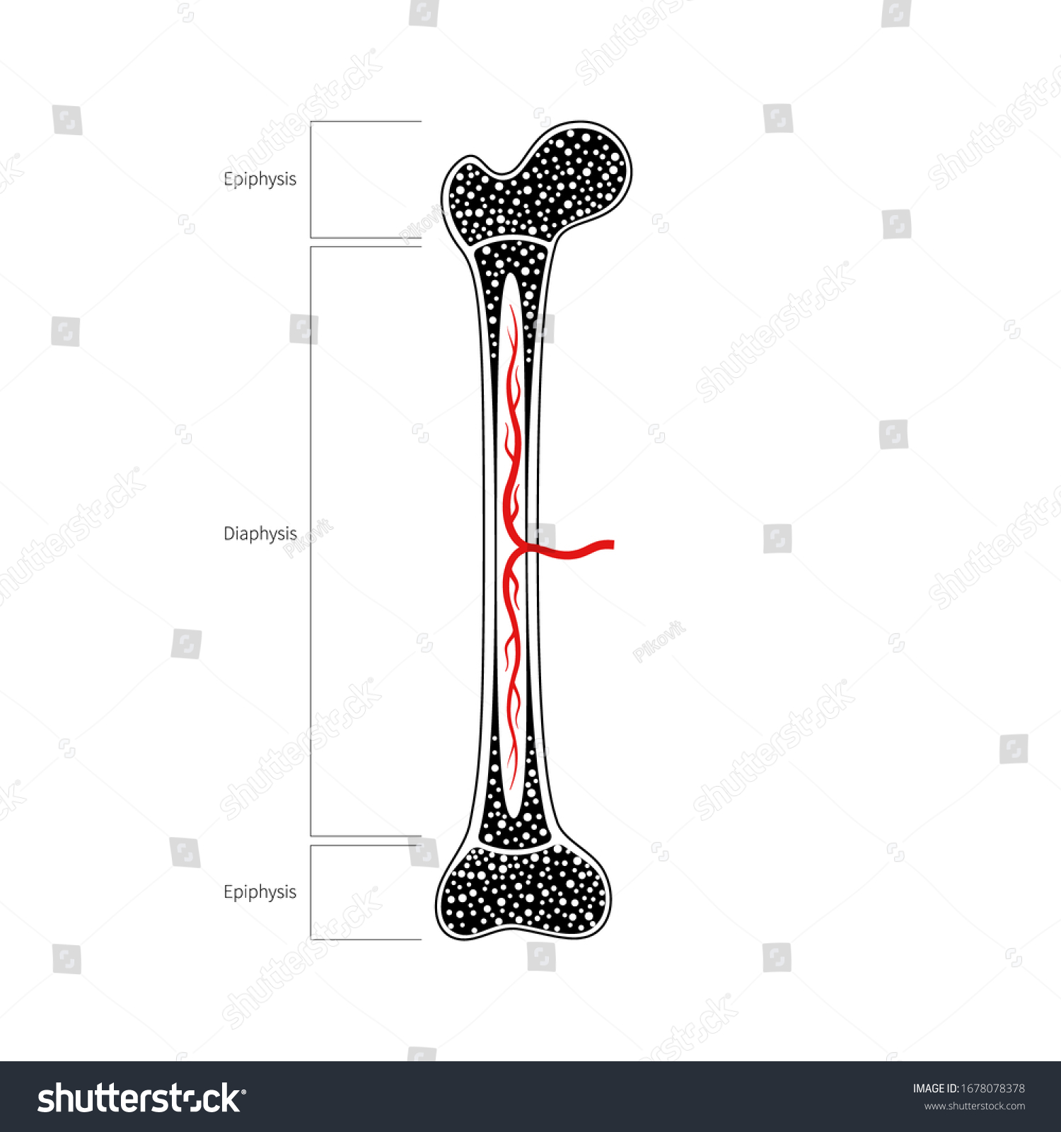 Human Bone Anatomy Long Bone Structure Stock Vector (Royalty Free