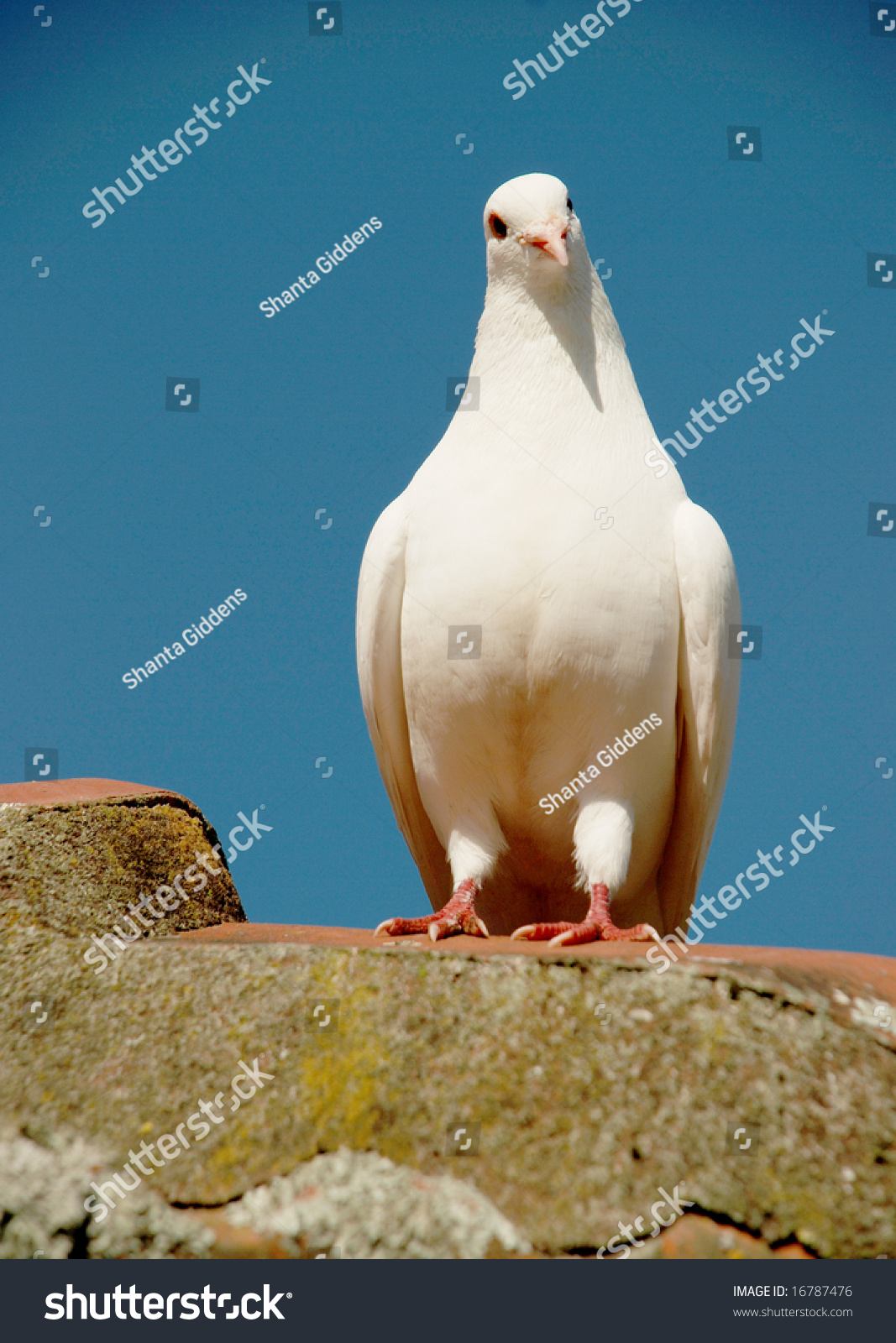 White Dove Sitting On Rooftop Stock Photo 16787476 | Shutterstock