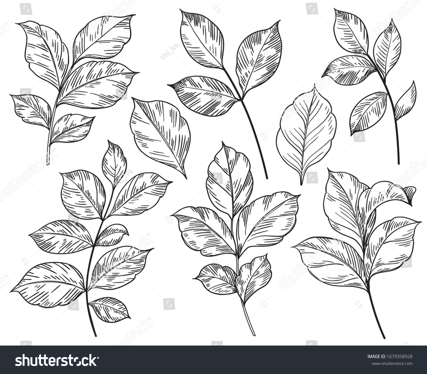 Hand Drawn Different Leaves Set Isolated Stock Vector (Royalty Free ...