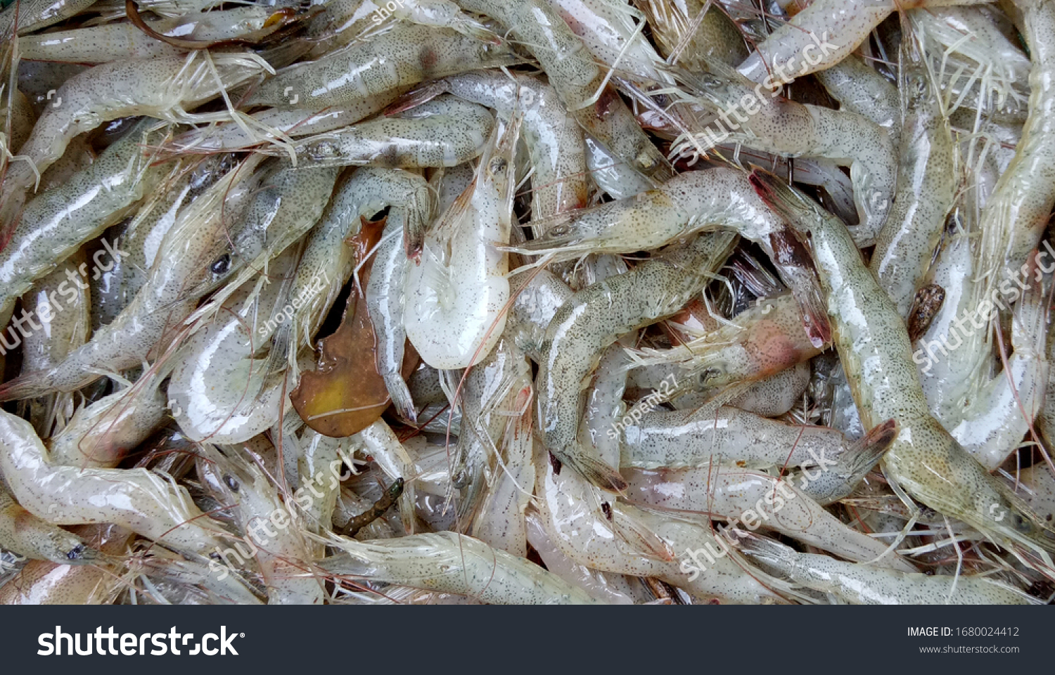 market prawn for arowana