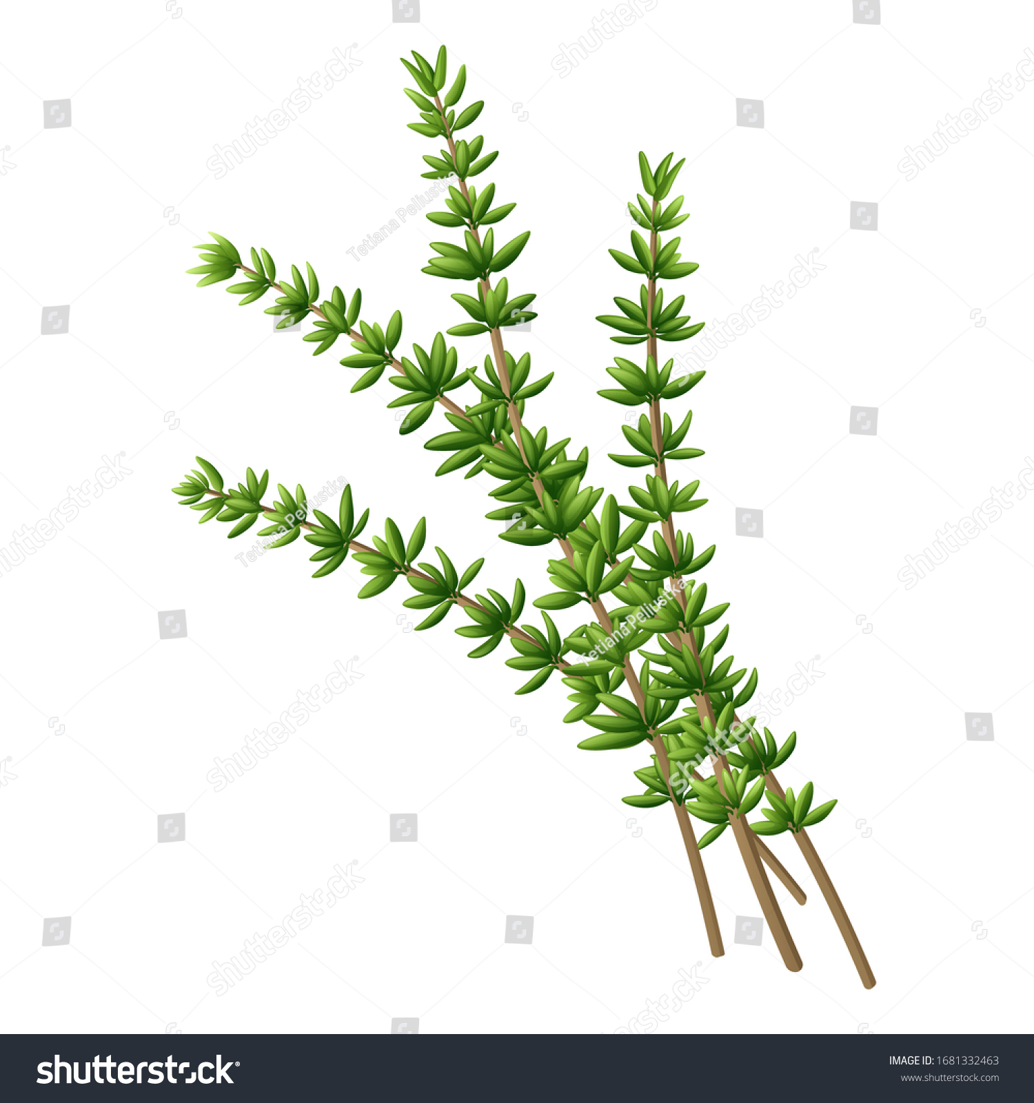 Fresh Thyme Branch Vector Illustration Stock Vector   Illustration Of