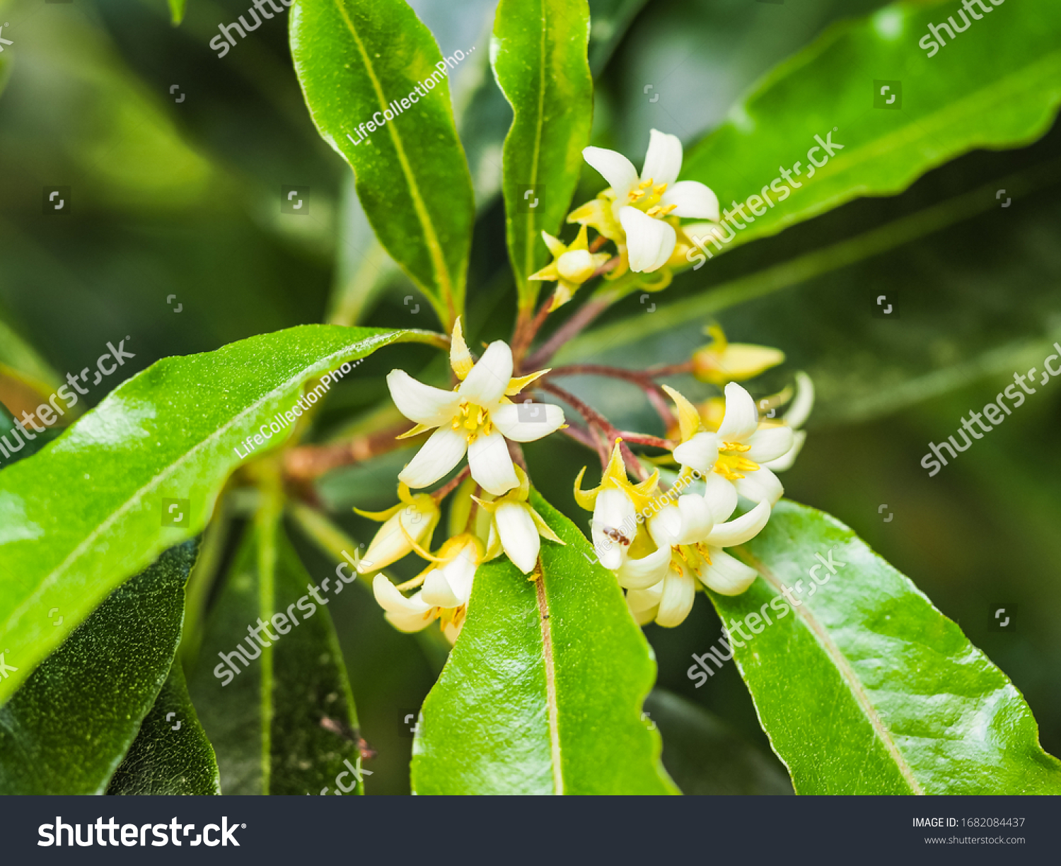 Pittosporum Undulatum Fast Growing Tree Undulating Stock Photo ...