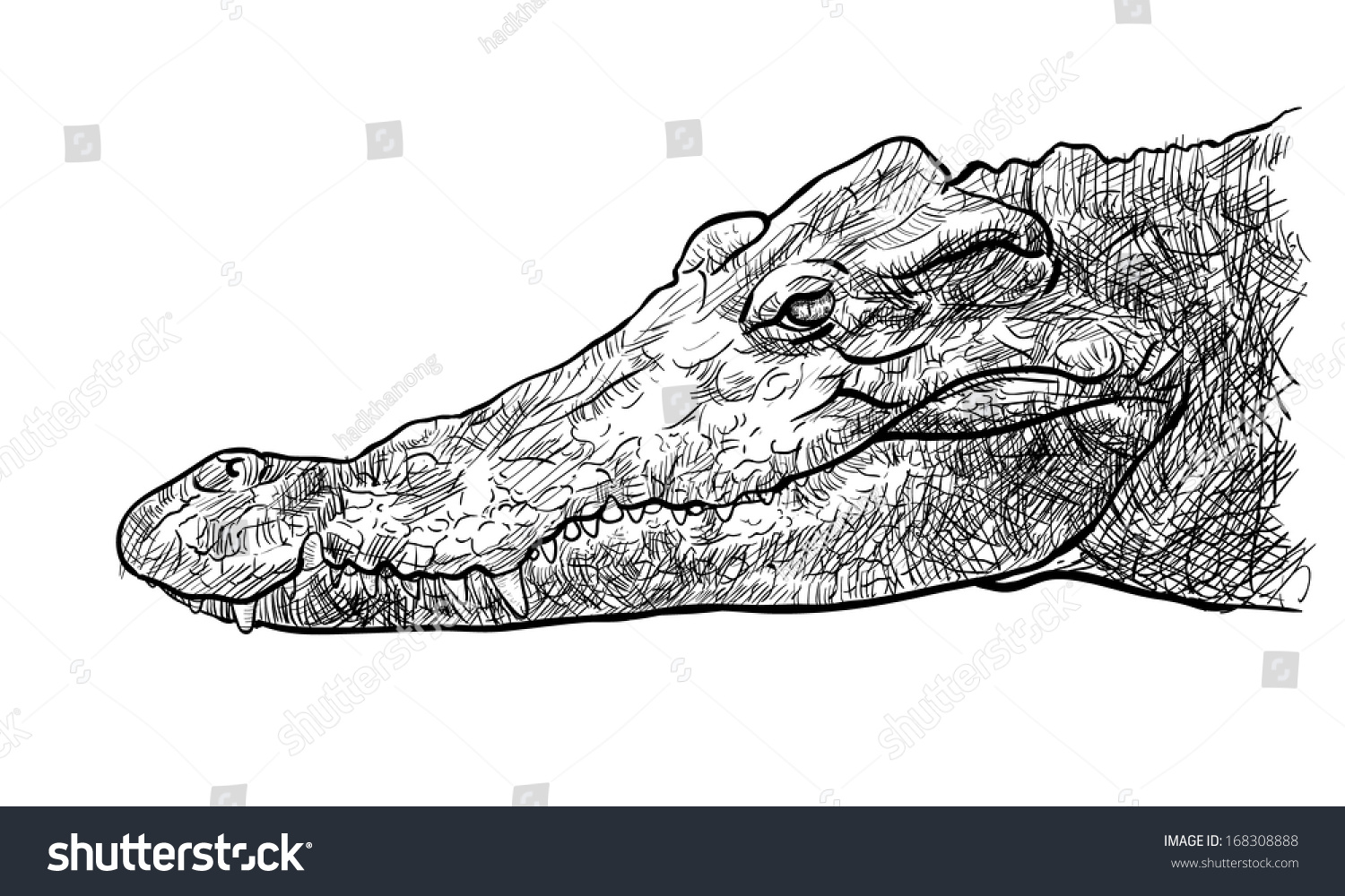 Голова крокодила сверху