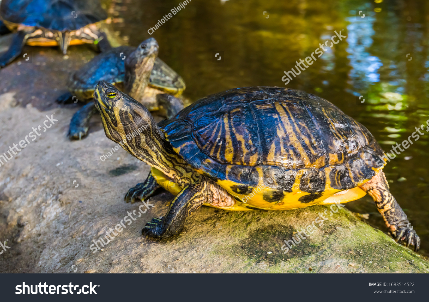 Closeup Portrait Yellow Bellied Cumberland Slider Stock Photo ...