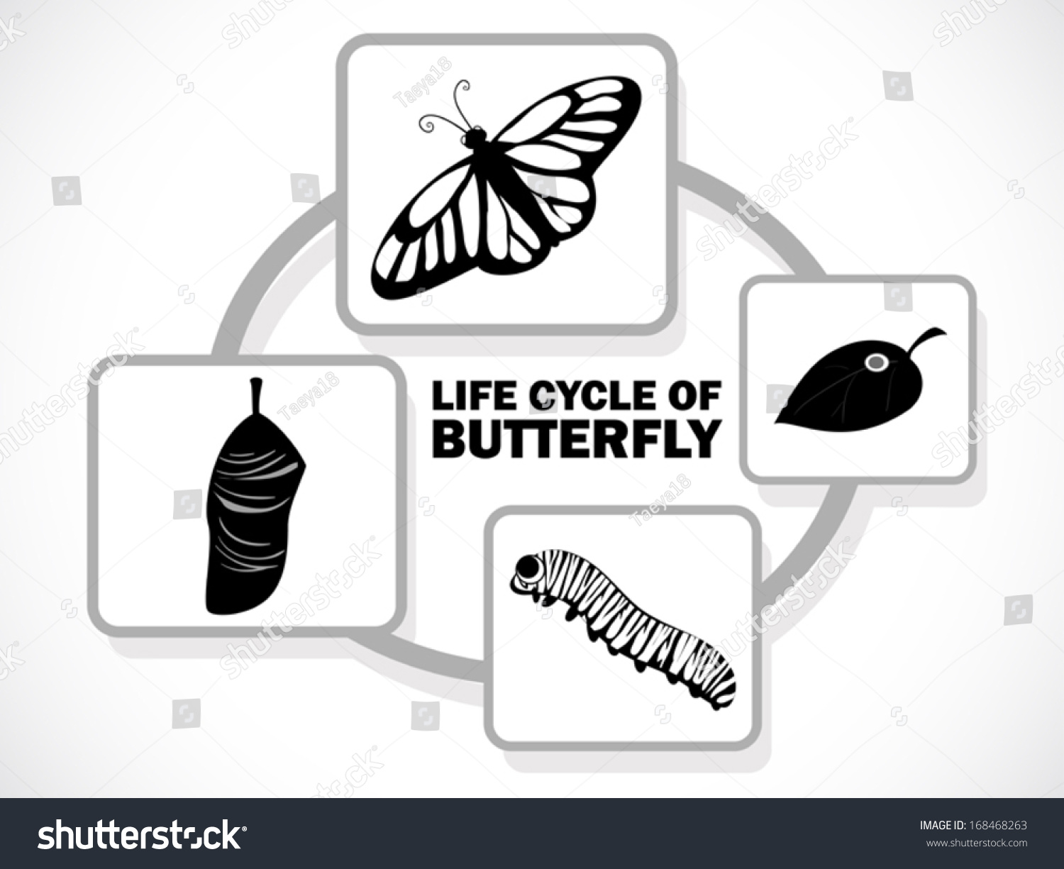 Image Graphic Style Butterfly Life Cycle Stock Vector (Royalty Free ...