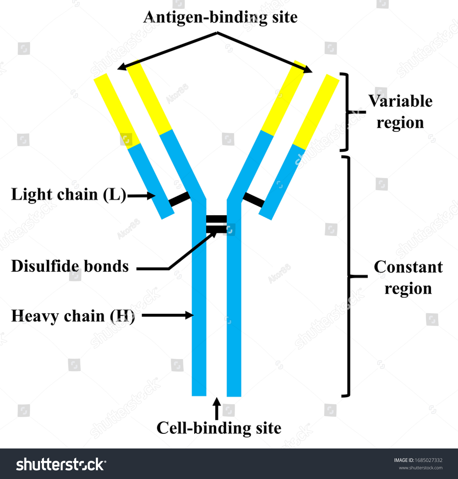 Antibody Ab Known Immunoglobulin Ig Protein Stock Illustration ...