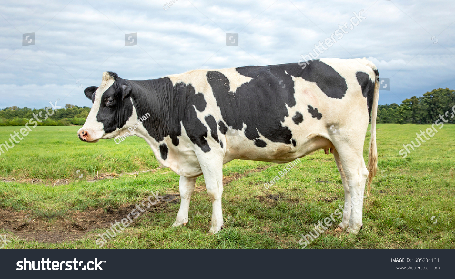 Holstein Friesians Images Stock Photos Vectors Shutterstock