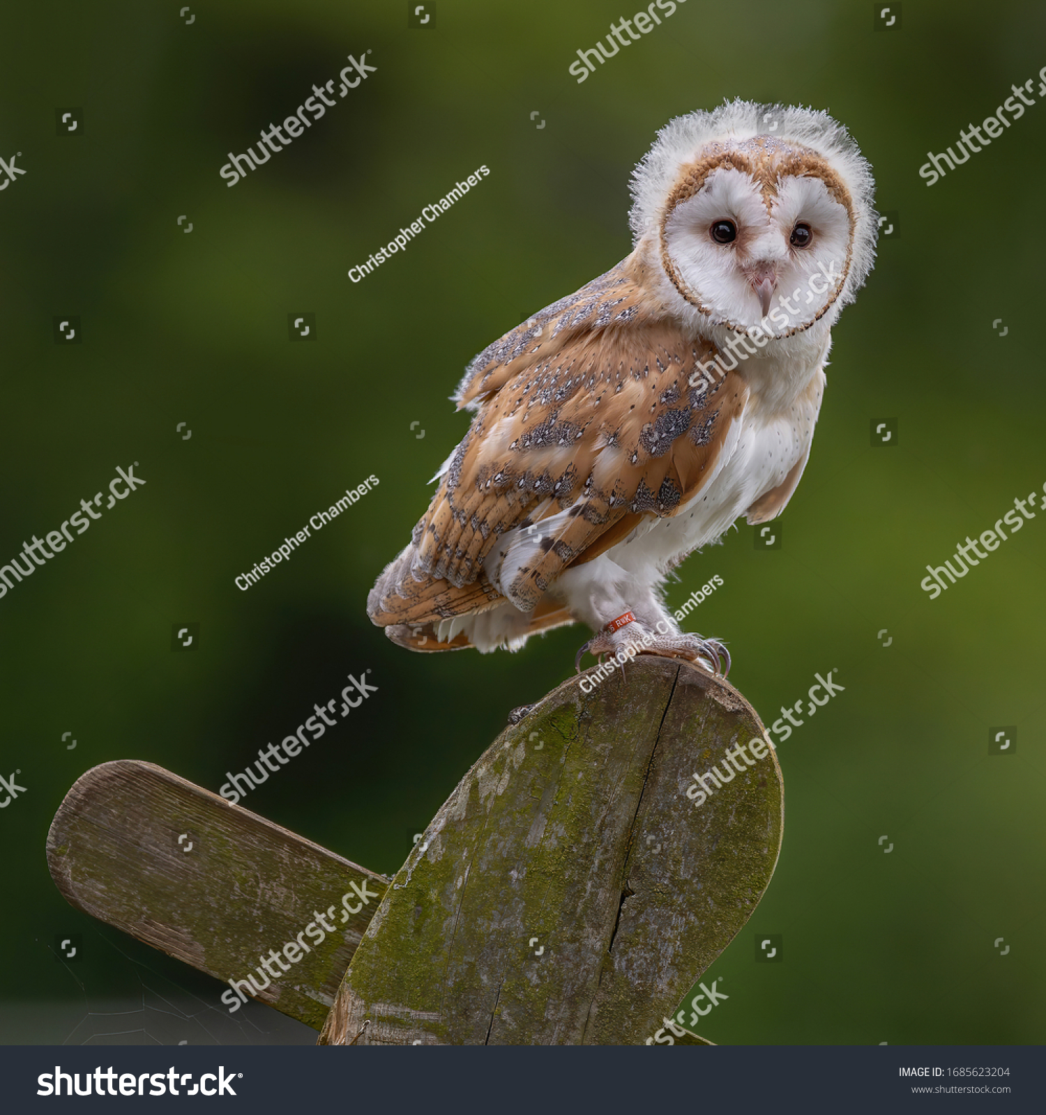 fluffy baby barn owl