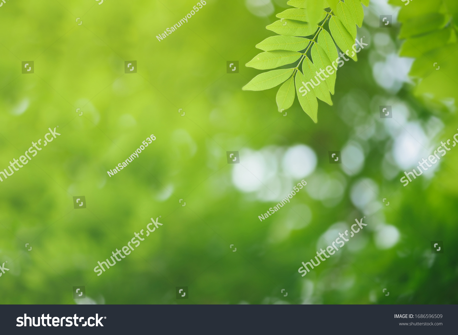 Abstract Natural Backgrounds Closeup Nature View Stock Photo 1686596509 ...