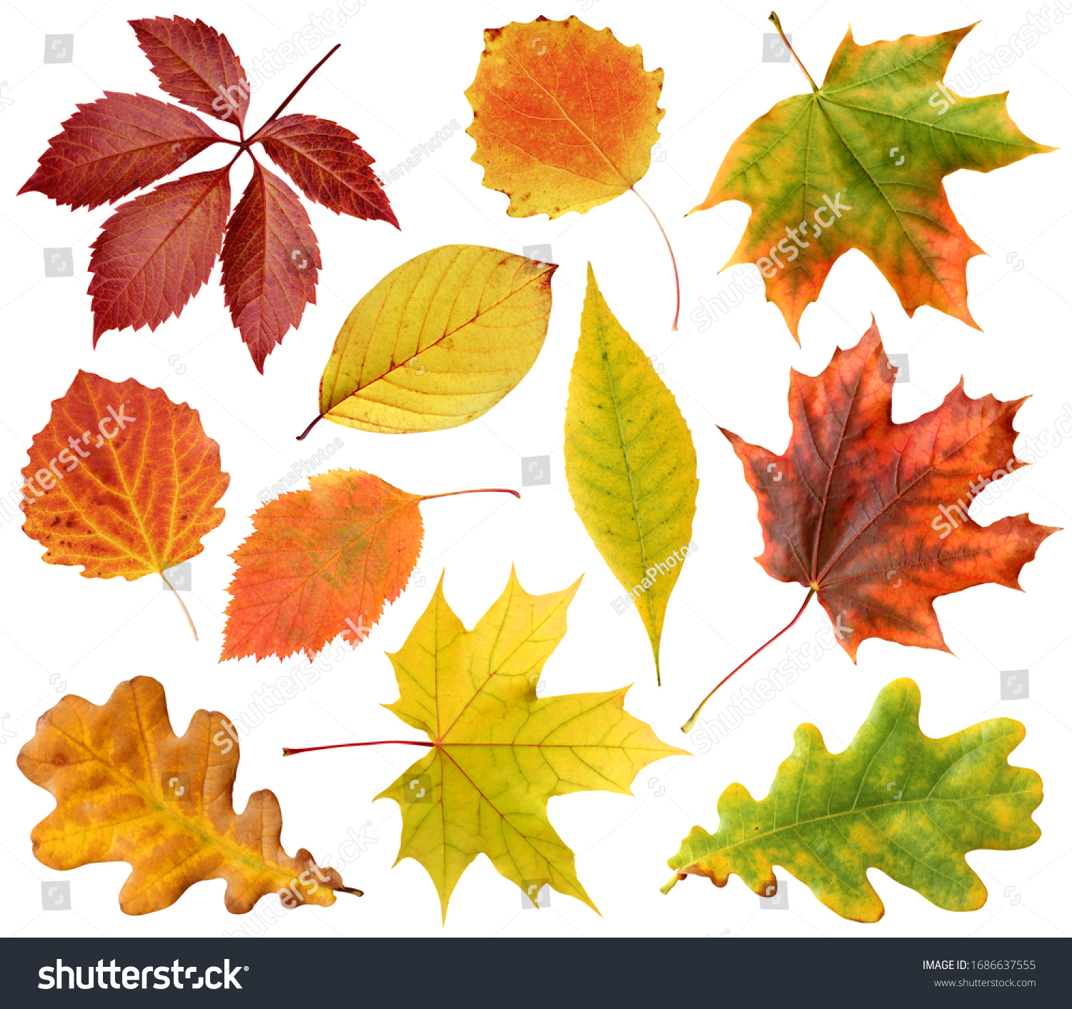 2,022,725 Fall Leaf And Green Leaf Images, Stock Photos & Vectors ...