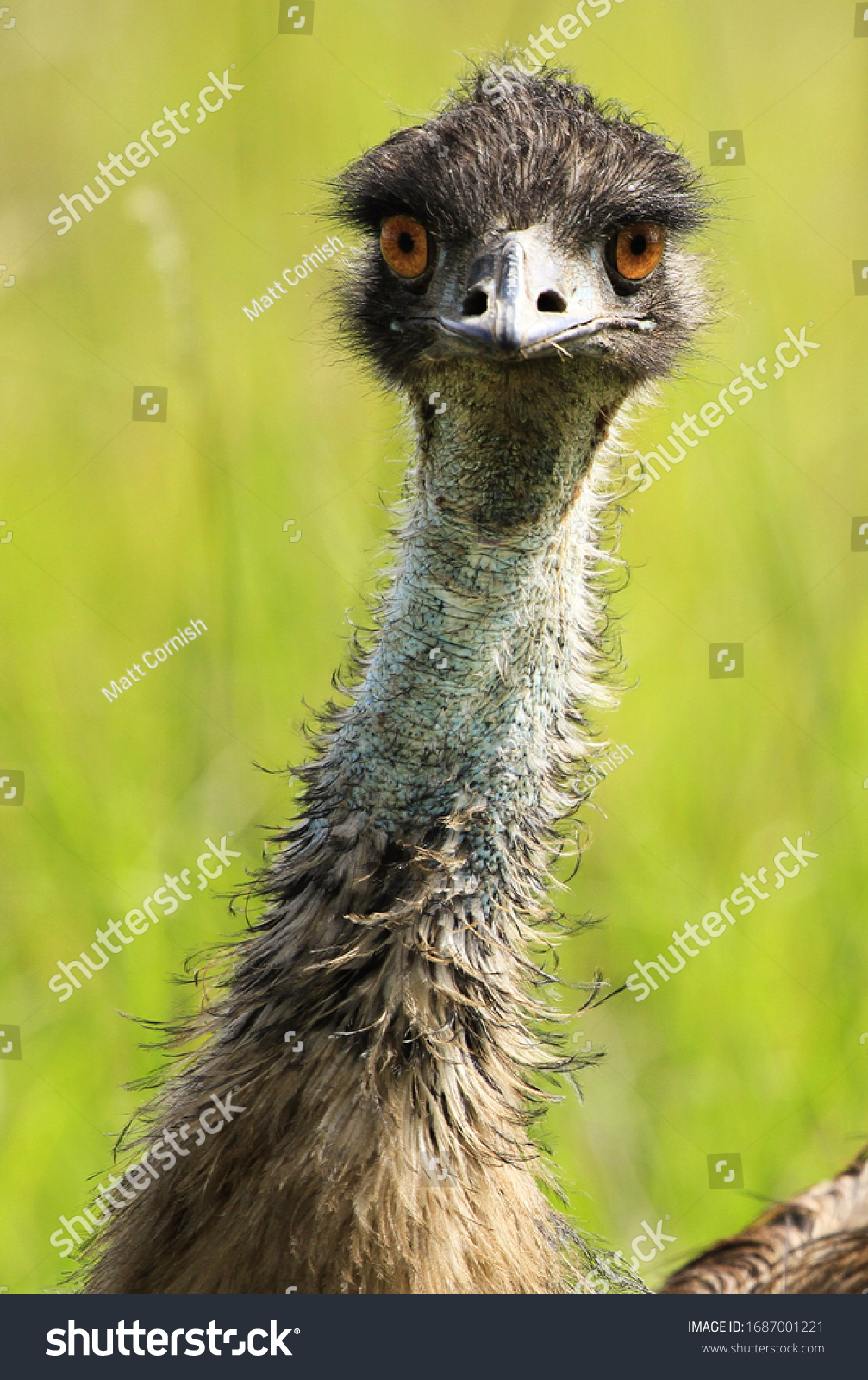 Australian Emu Portrait Looking Camera Stock Photo 1687001221 