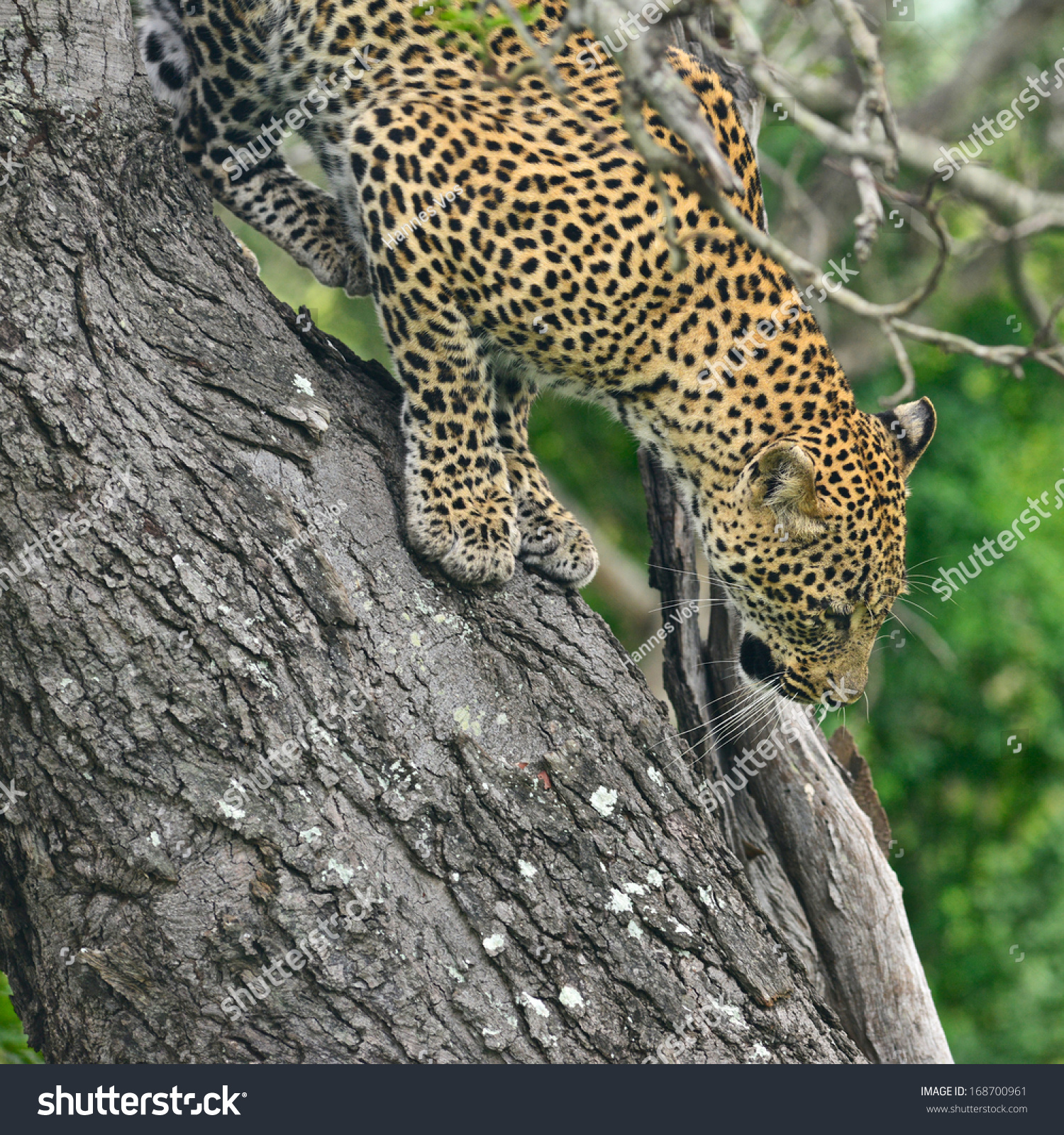 jaguar climbing down tree