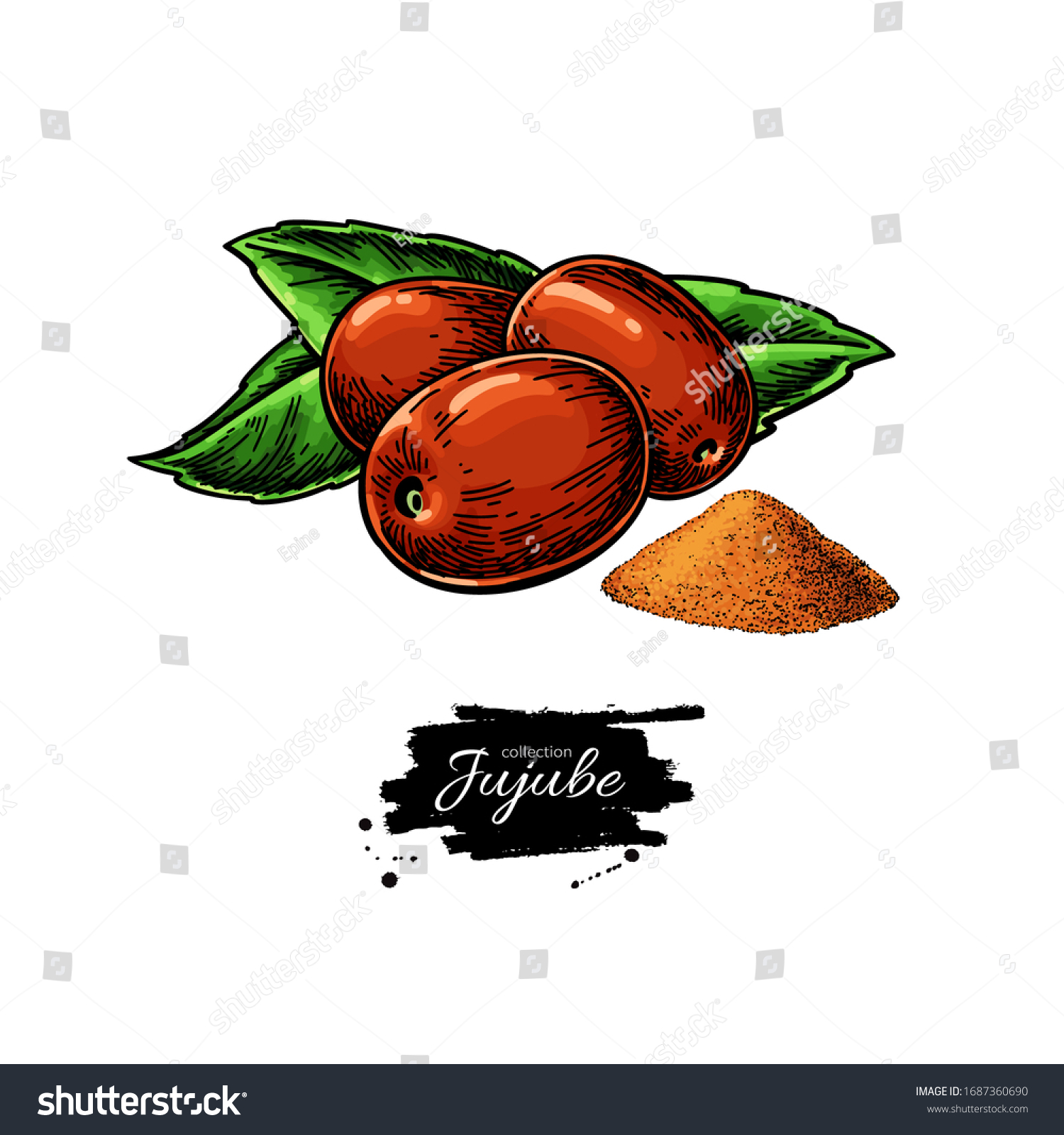 jujube-vector-drawing-chinese-date-isolated-stock-vector-royalty-free