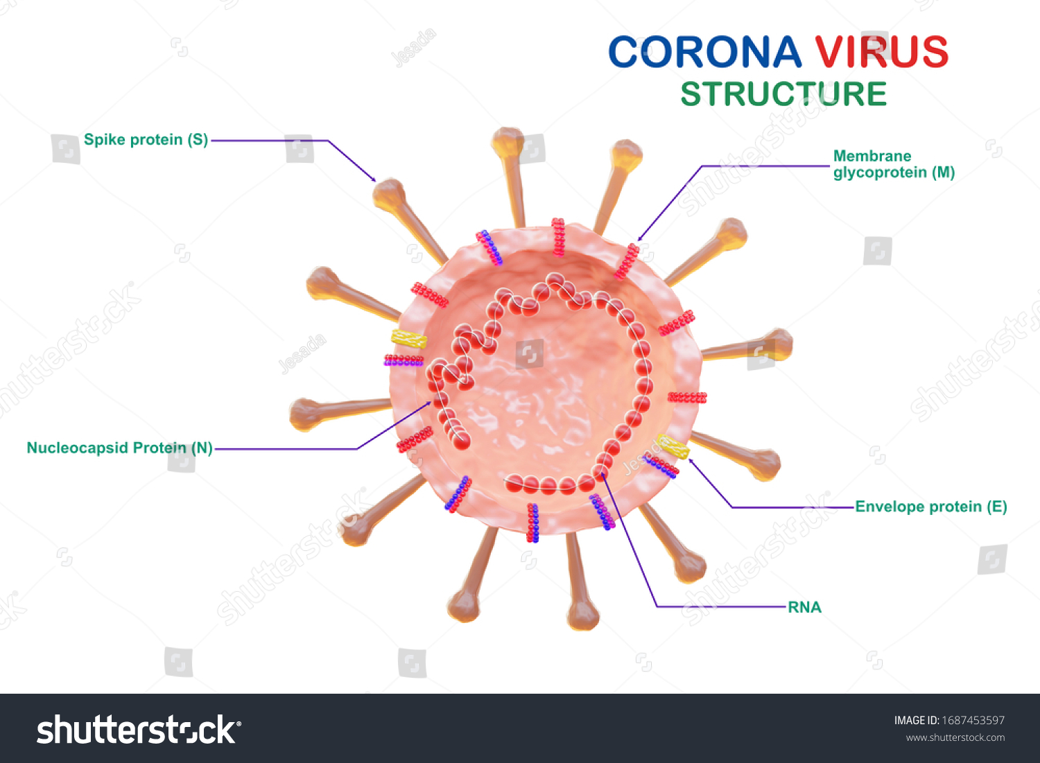 Coronavirus Cell Structure Anatomy Corona Virus Stock Illustration ...