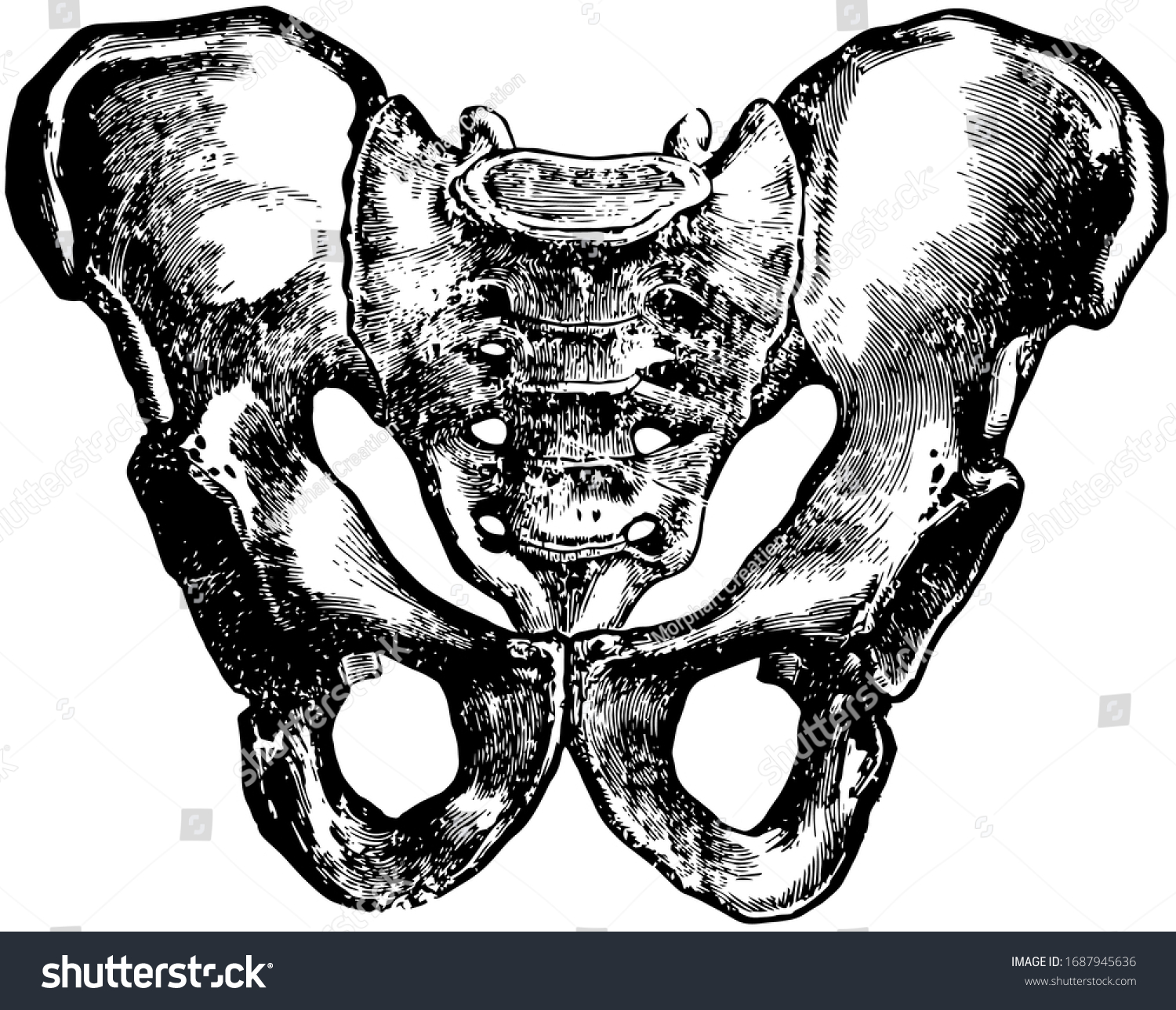 This Illustration Represents Male Pelvis Vintage Stock Vector (Royalty ...