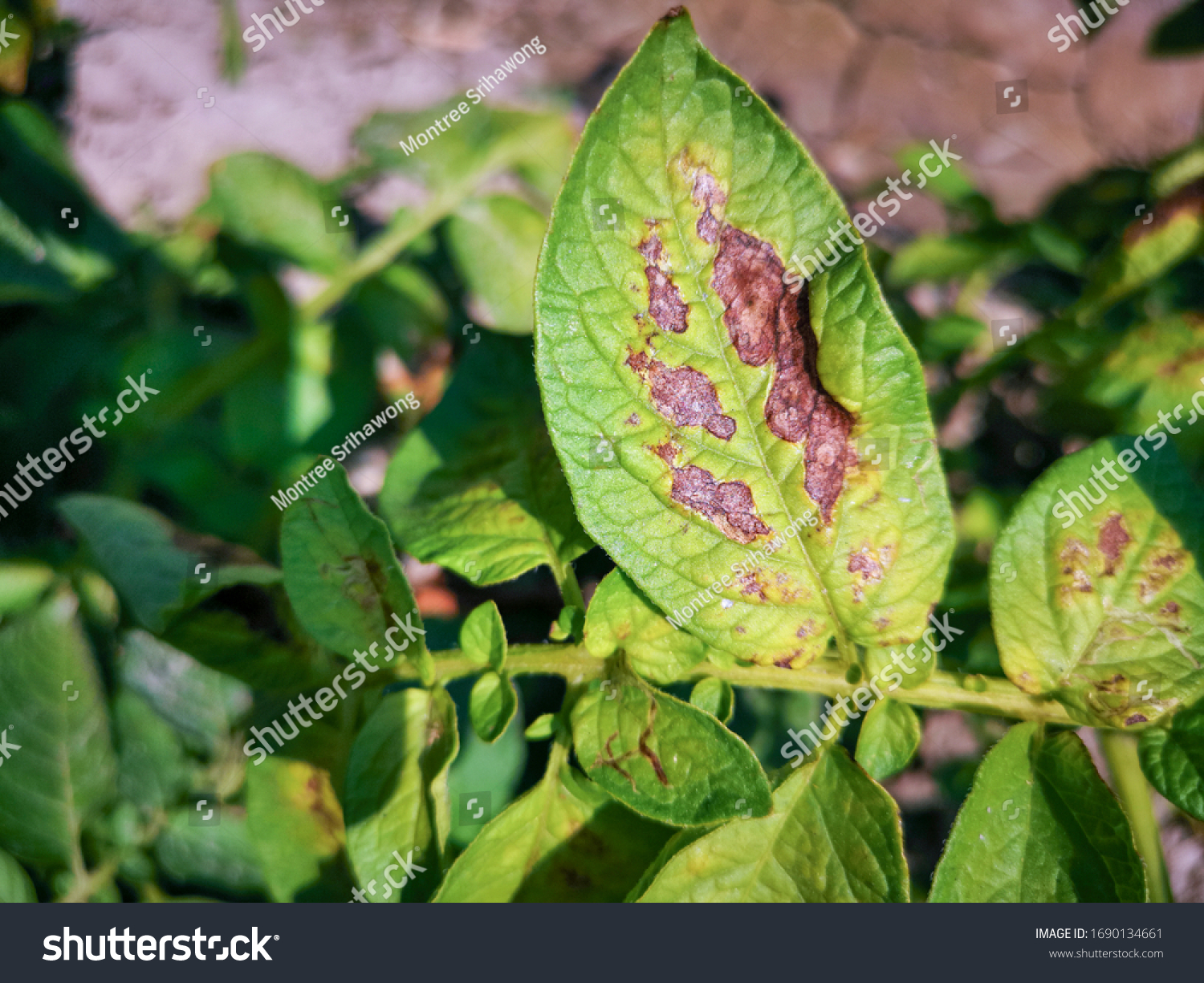 Symtomp Potato Early Blight Disease Early Stock Photo 1690134661