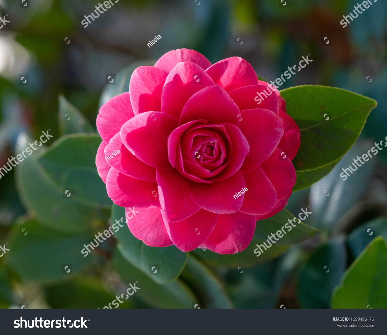 Foto Stok Closeup On Camellia Japonica Pearl Maxwell (Edit Sekarang) 169049...