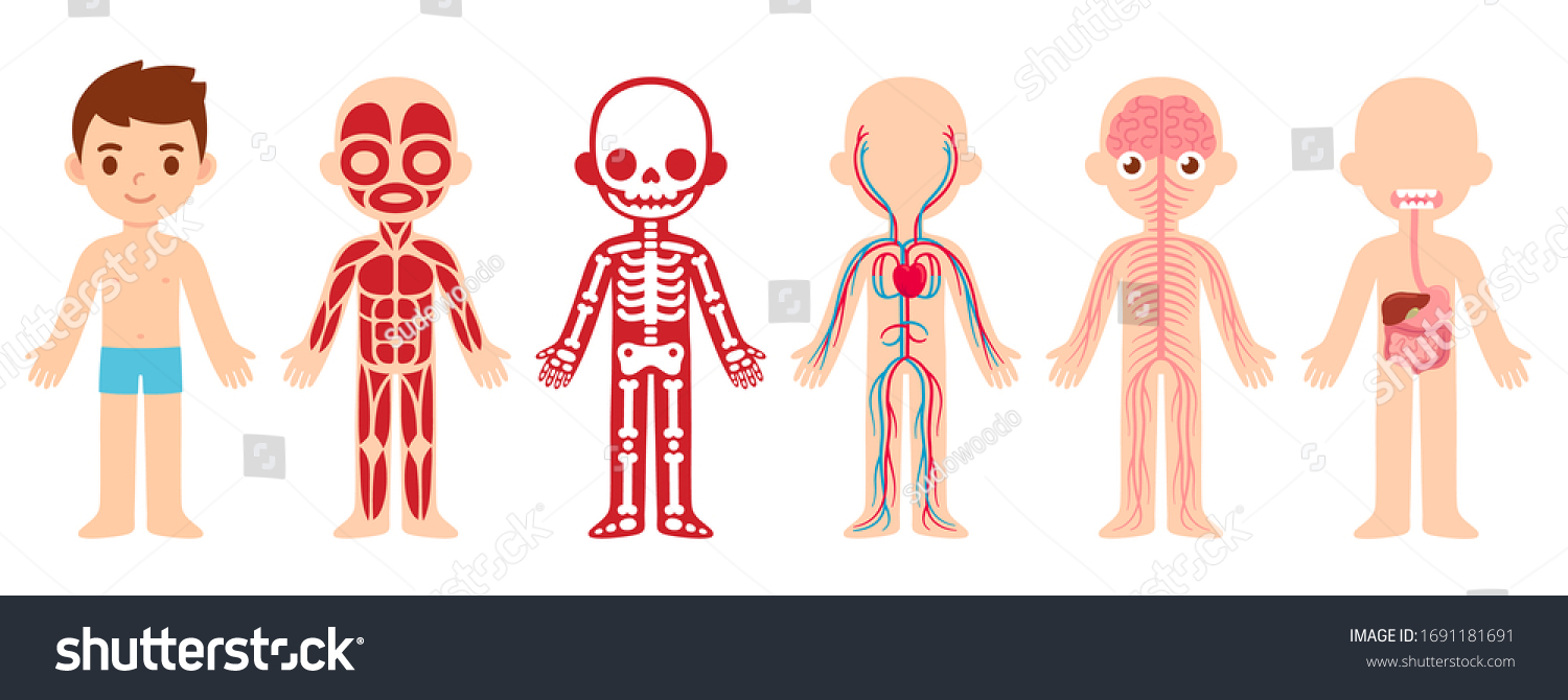 13,477 Child anatomy vector Images, Stock Photos & Vectors | Shutterstock