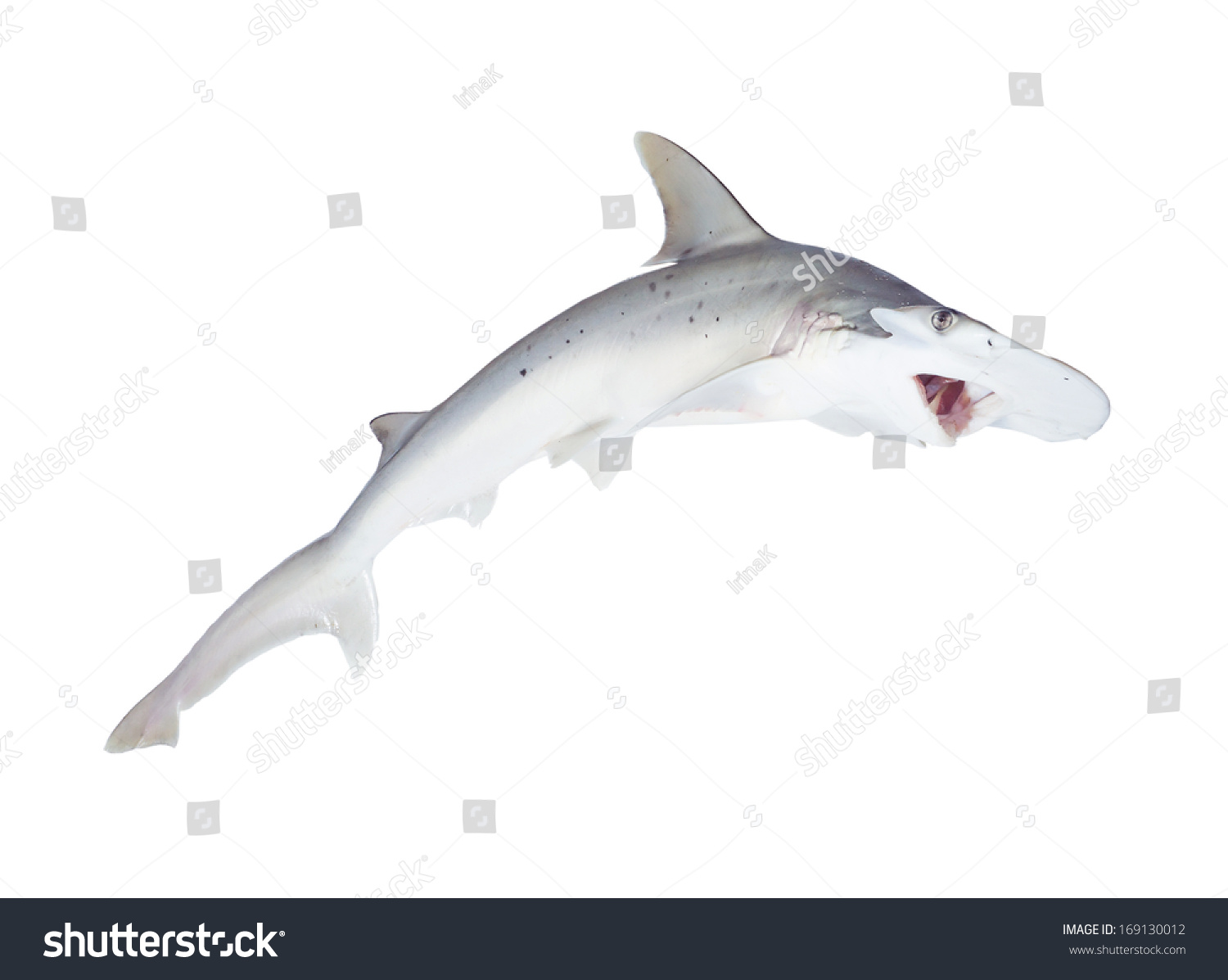 Bonnethead Shark Shovelhead Sphyrna Tiburo Open Stock Photo 169130012 ...