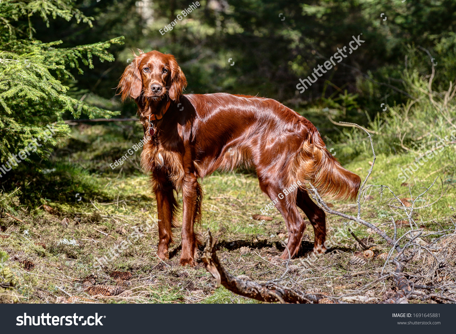 irish setter hunter