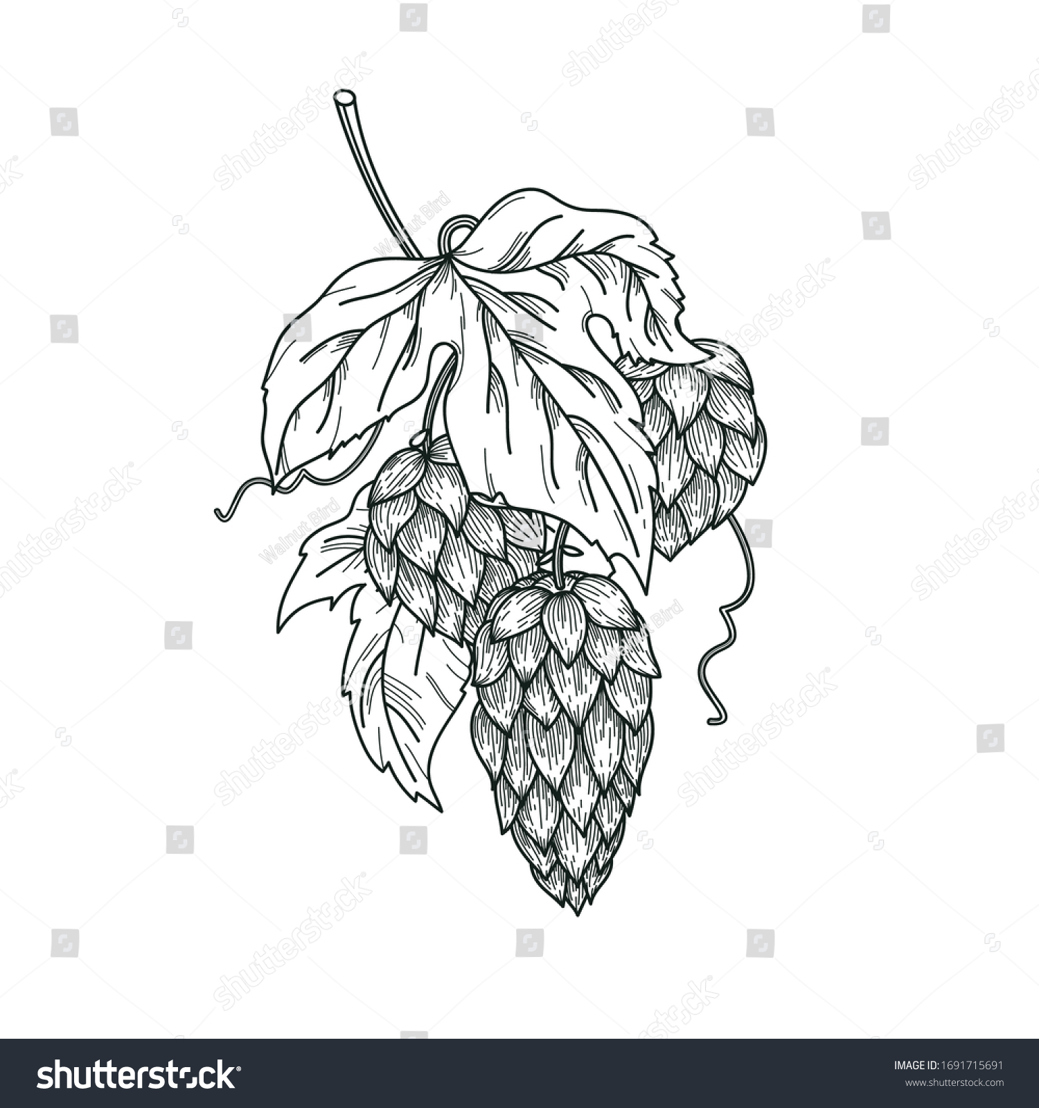 Sketch Hop Plant Hops Branch Leaves Stock Vector (Royalty Free ...