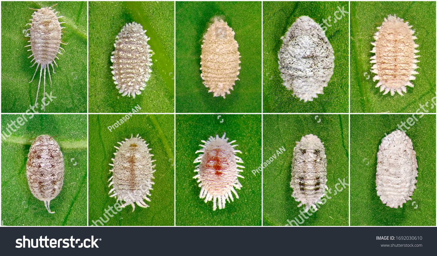 Mealybugs Scale Insects Hemiptera Pseudococcidae One Stock Photo ...