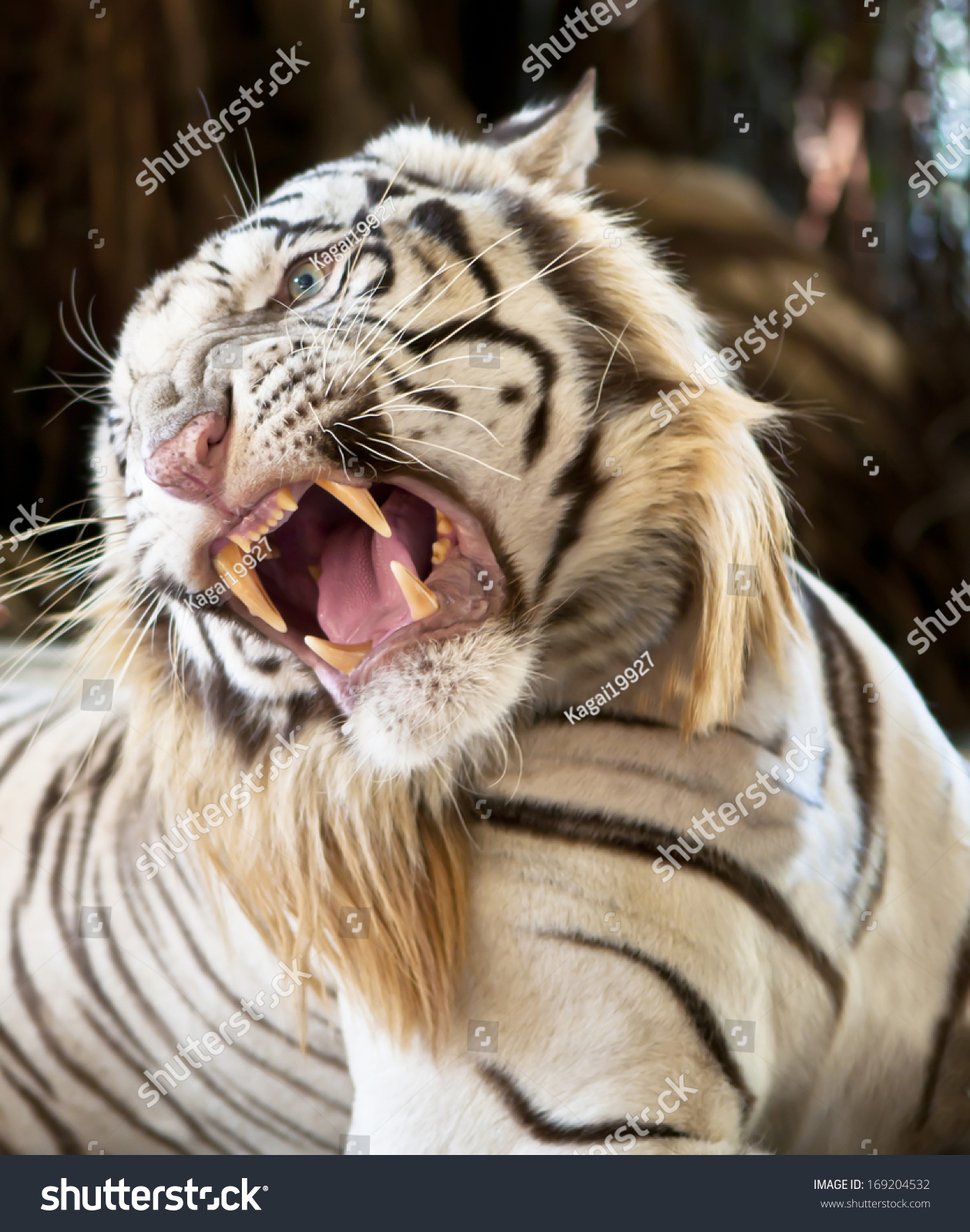 white tiger snarling