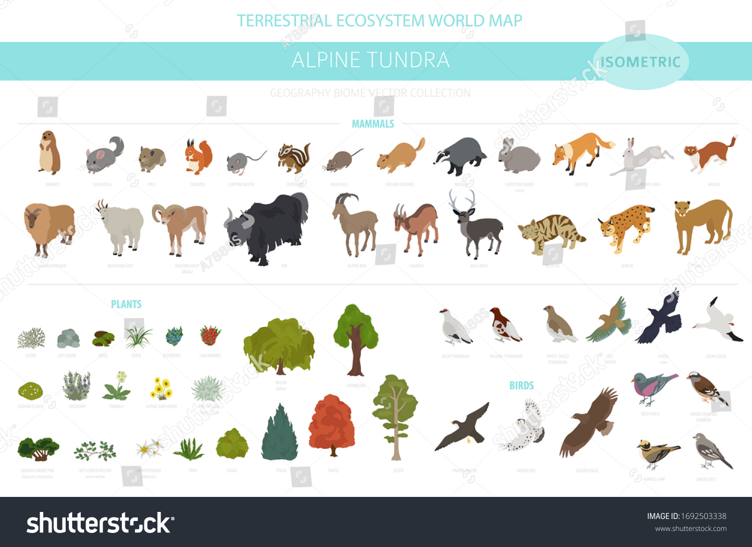 Apine Tundra Biome Natural Region Isometric Stock Vector (Royalty Free ...