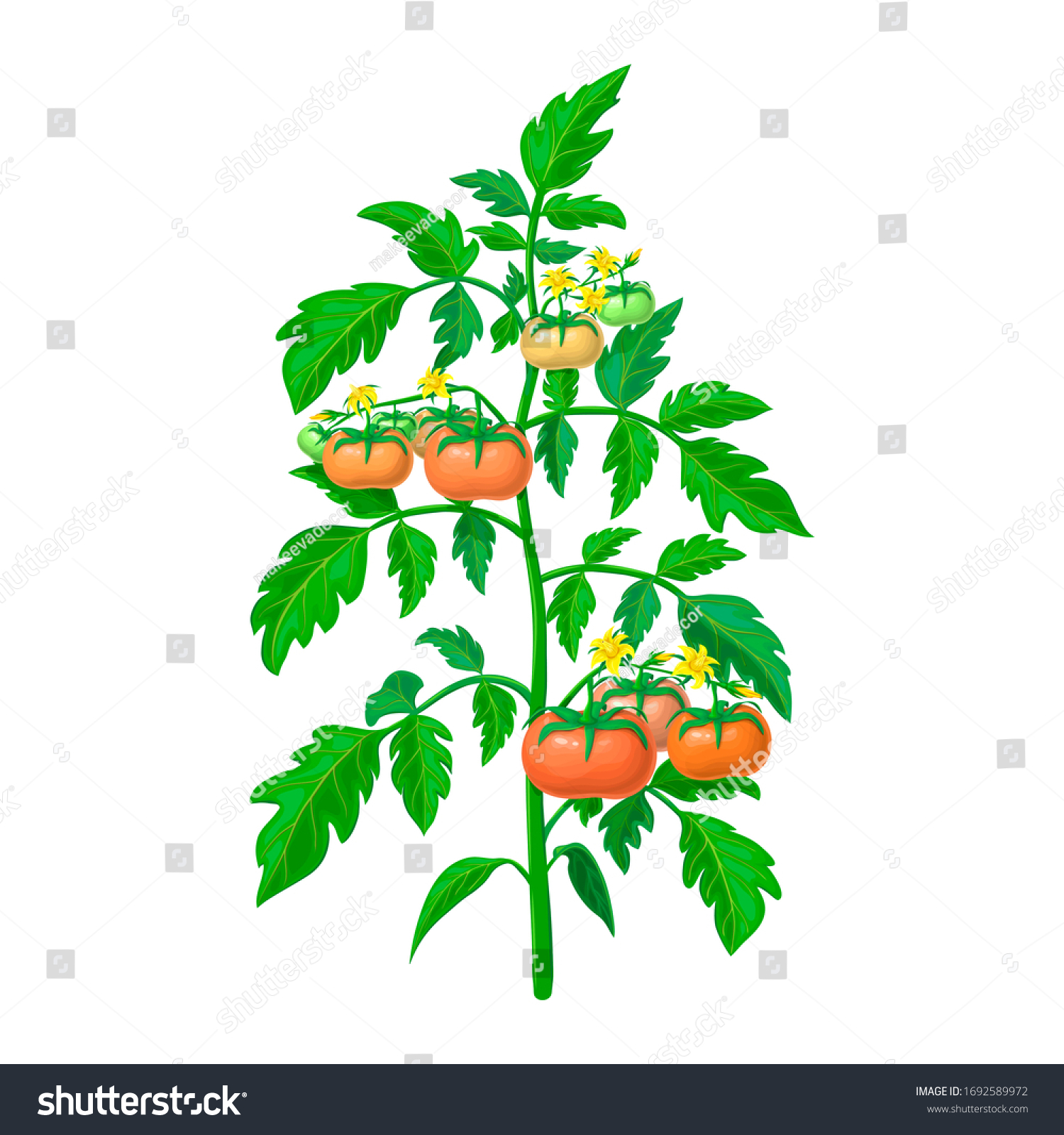 Tomato Plant Illustration Isolated On White Stock Illustration ...