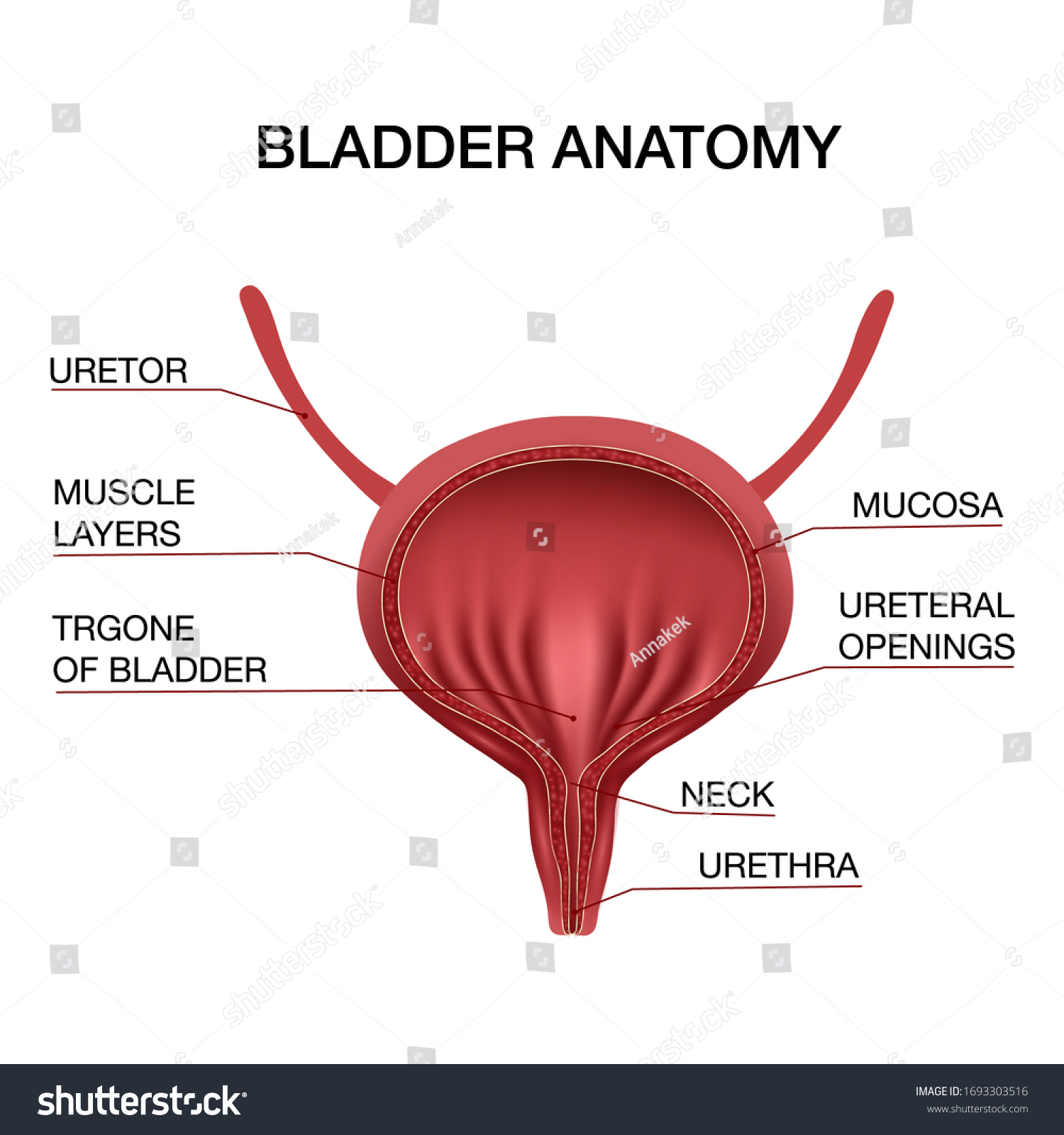 Human Bladder Anatomy Medicine Concept Healthcarehuman Stock Vector ...