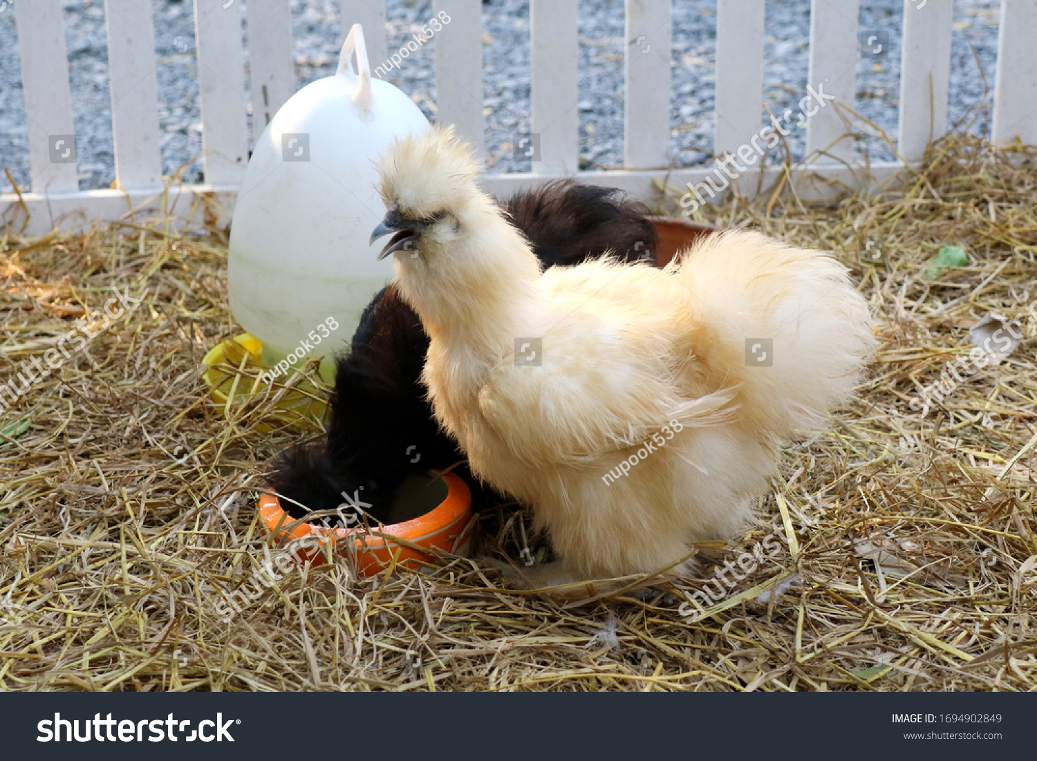 Silkie Chicken White Black Hen Eating Stock Photo 1694902849 | Shutterstock