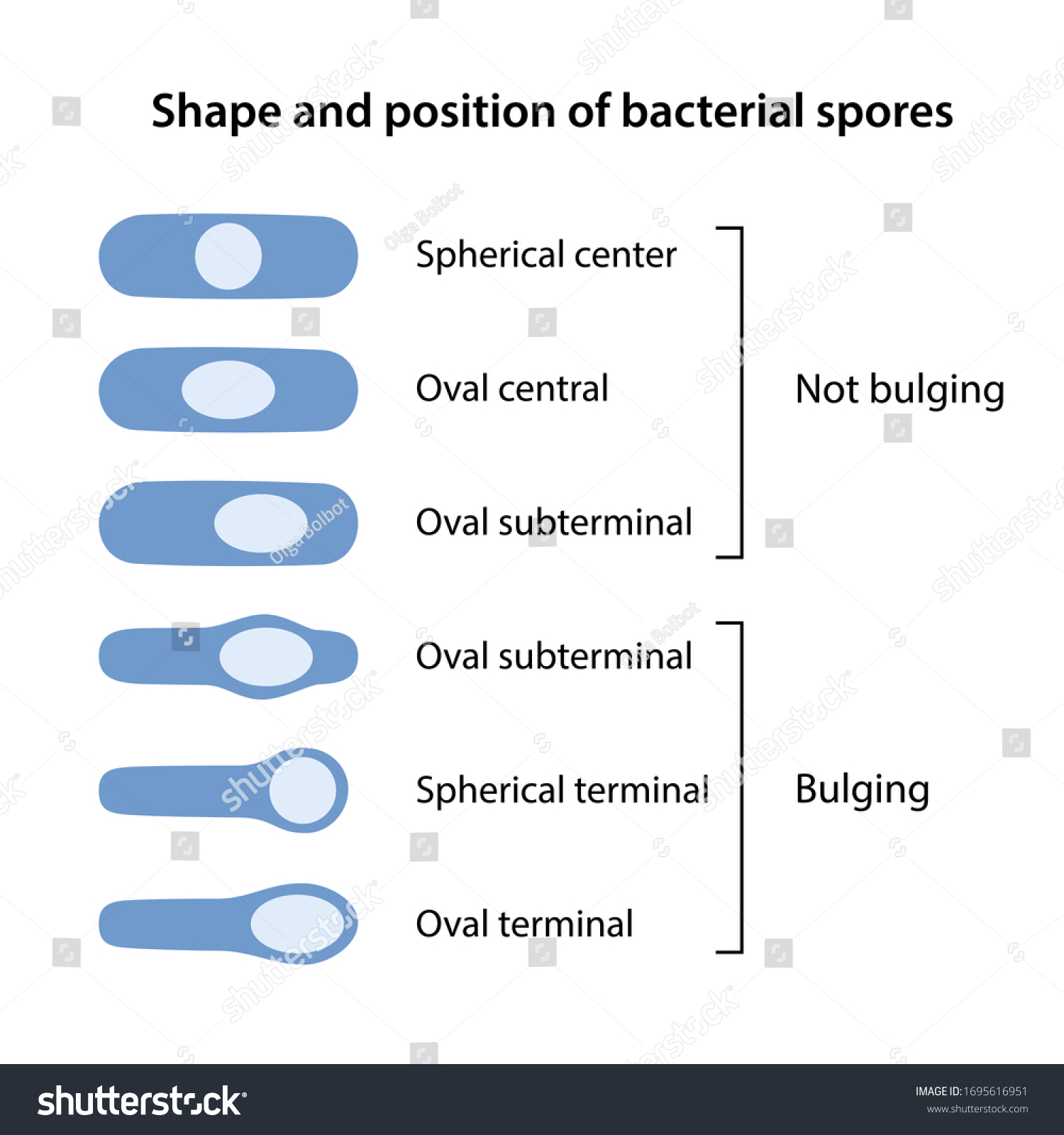 Shape Position Bacterial Spores Shapes Bacillus เวกเตอร์สต็อก ปลอดค่า