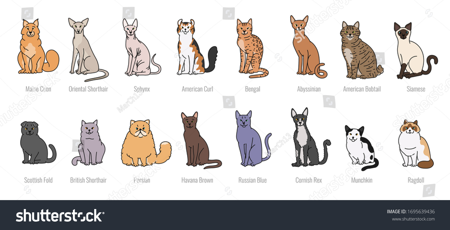 Popular Cat Breeds Full Face Vector Stock Vector (Royalty Free ...