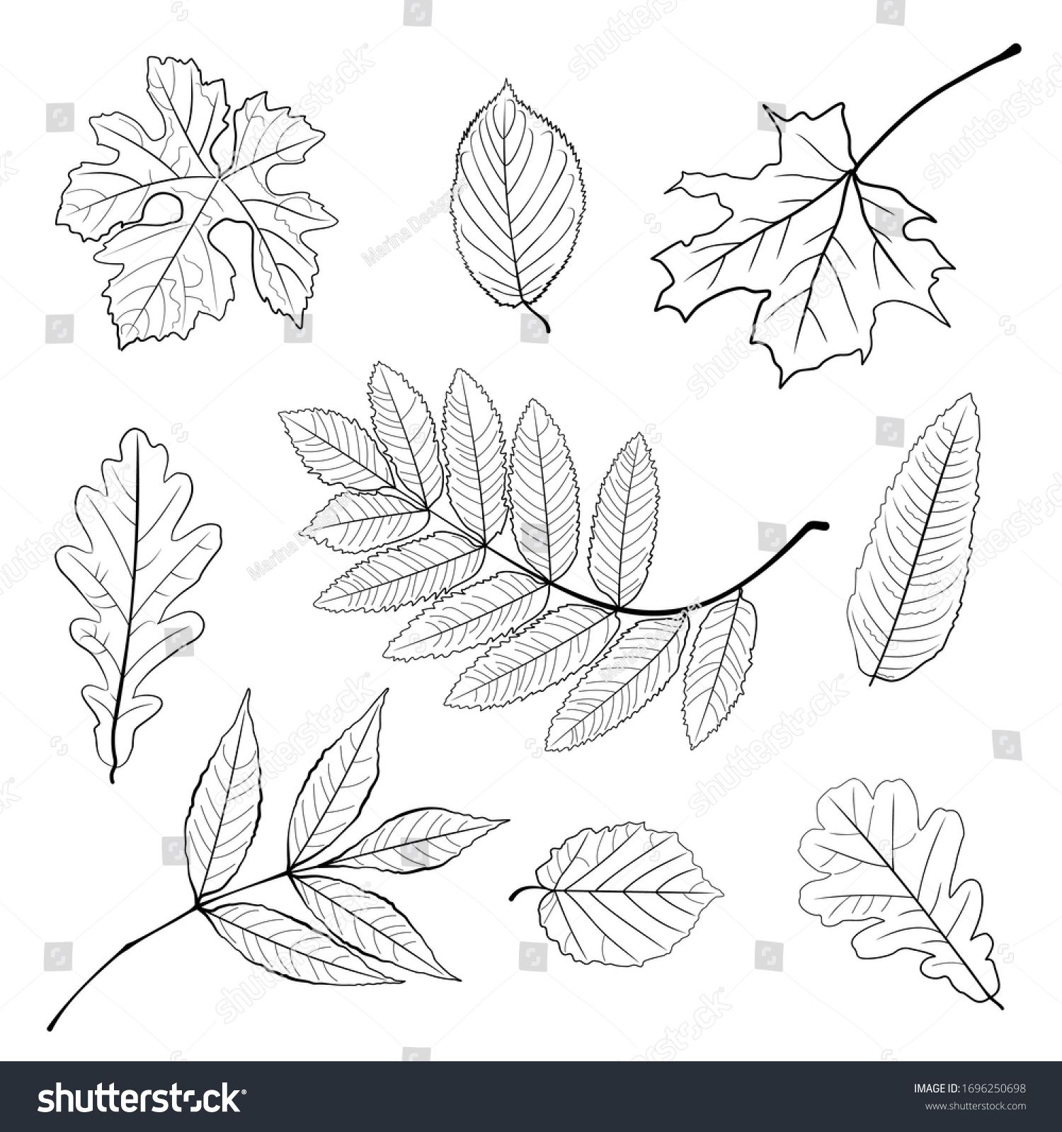 Vector Set Leaves Collection Handdrawn Leaves Stock Vector (royalty 