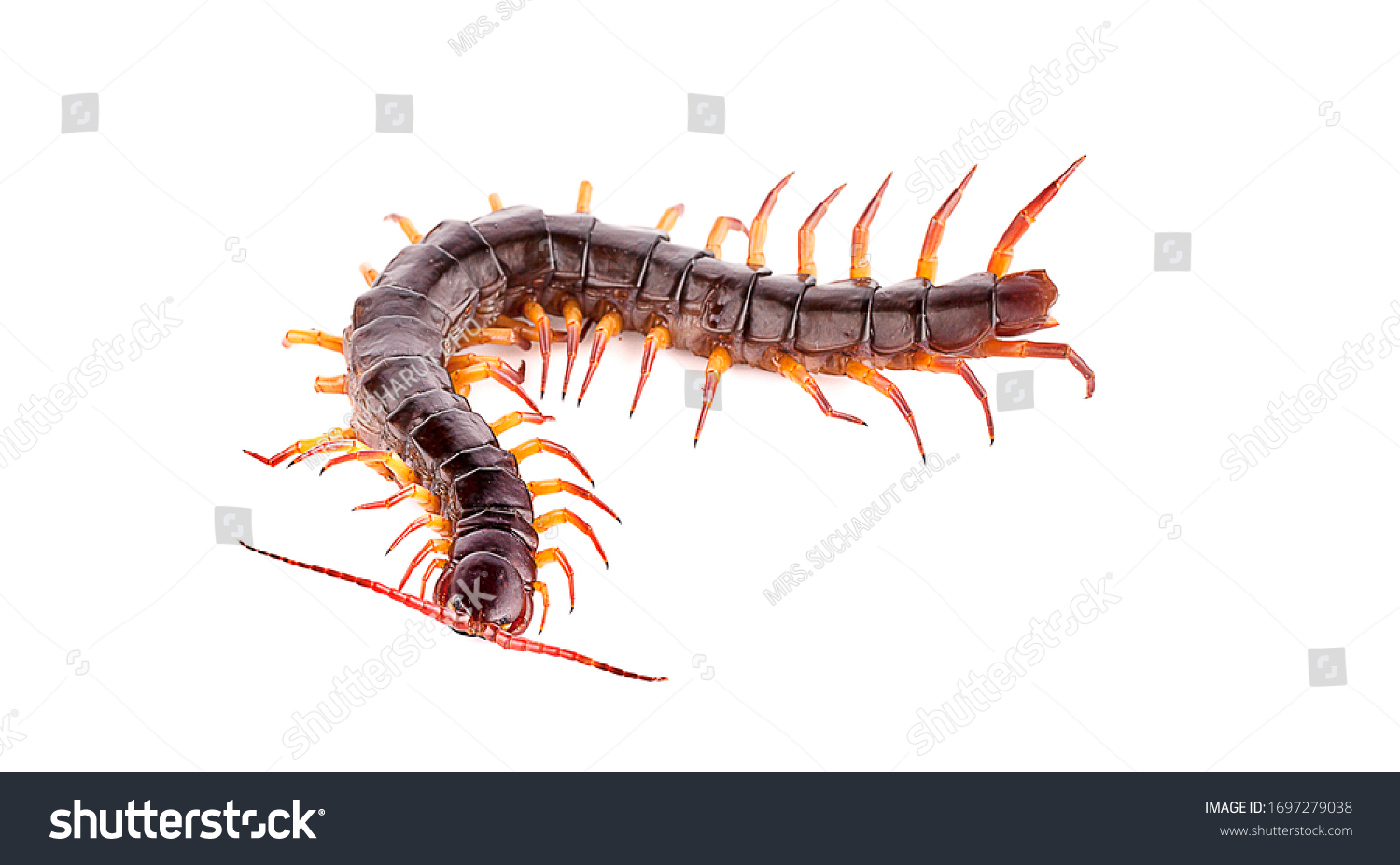 Centipede Isolated On White Background Stock Photo 1697279038 ...