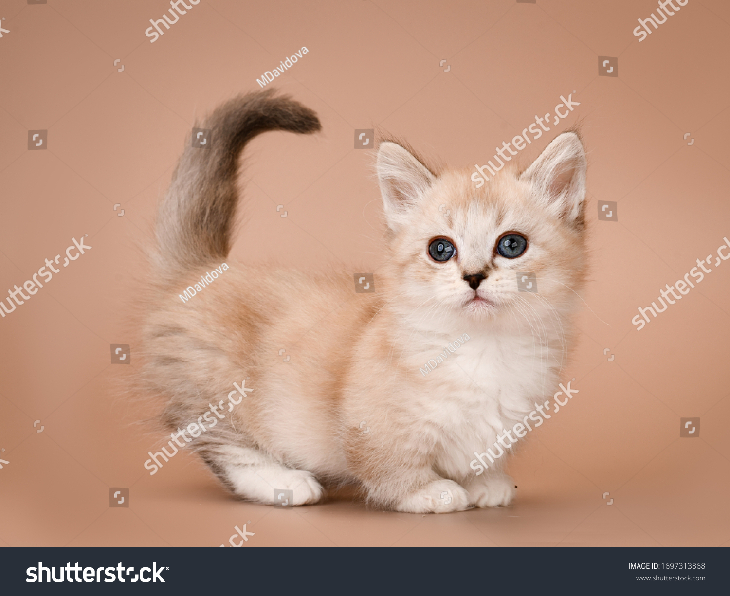 Манчкин кошка персиковая