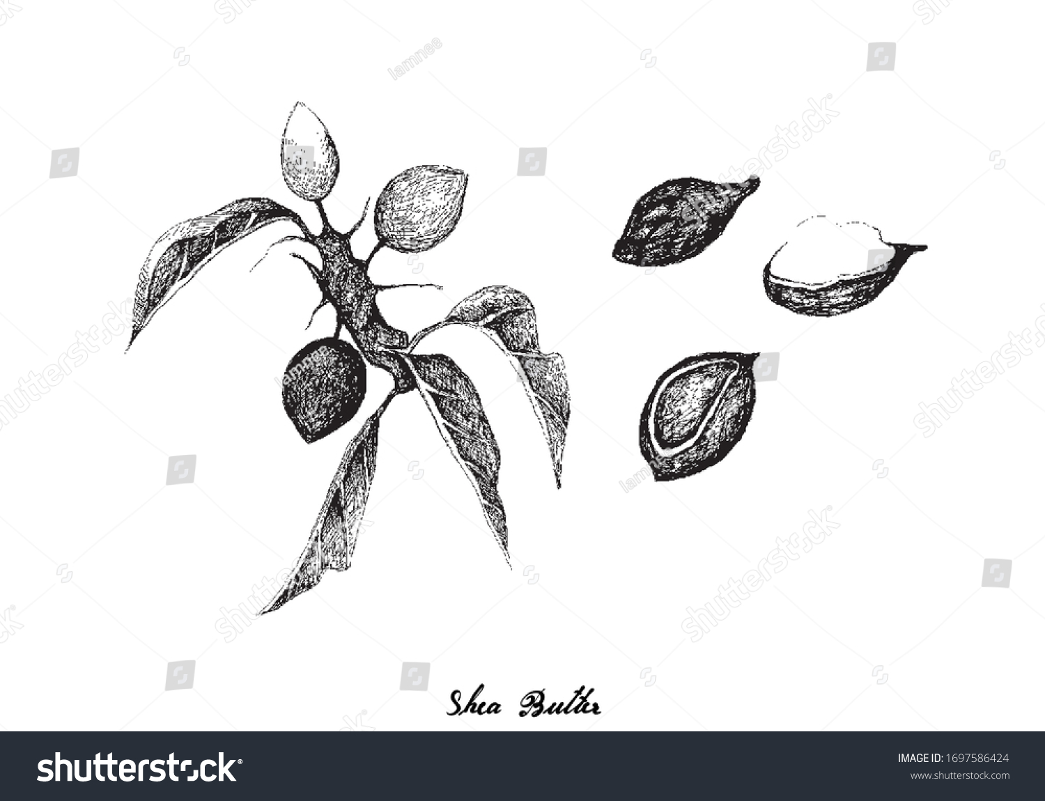 Tropical Fruits Illustration Hand Drawn Sketch Stock Vector (Royalty ...