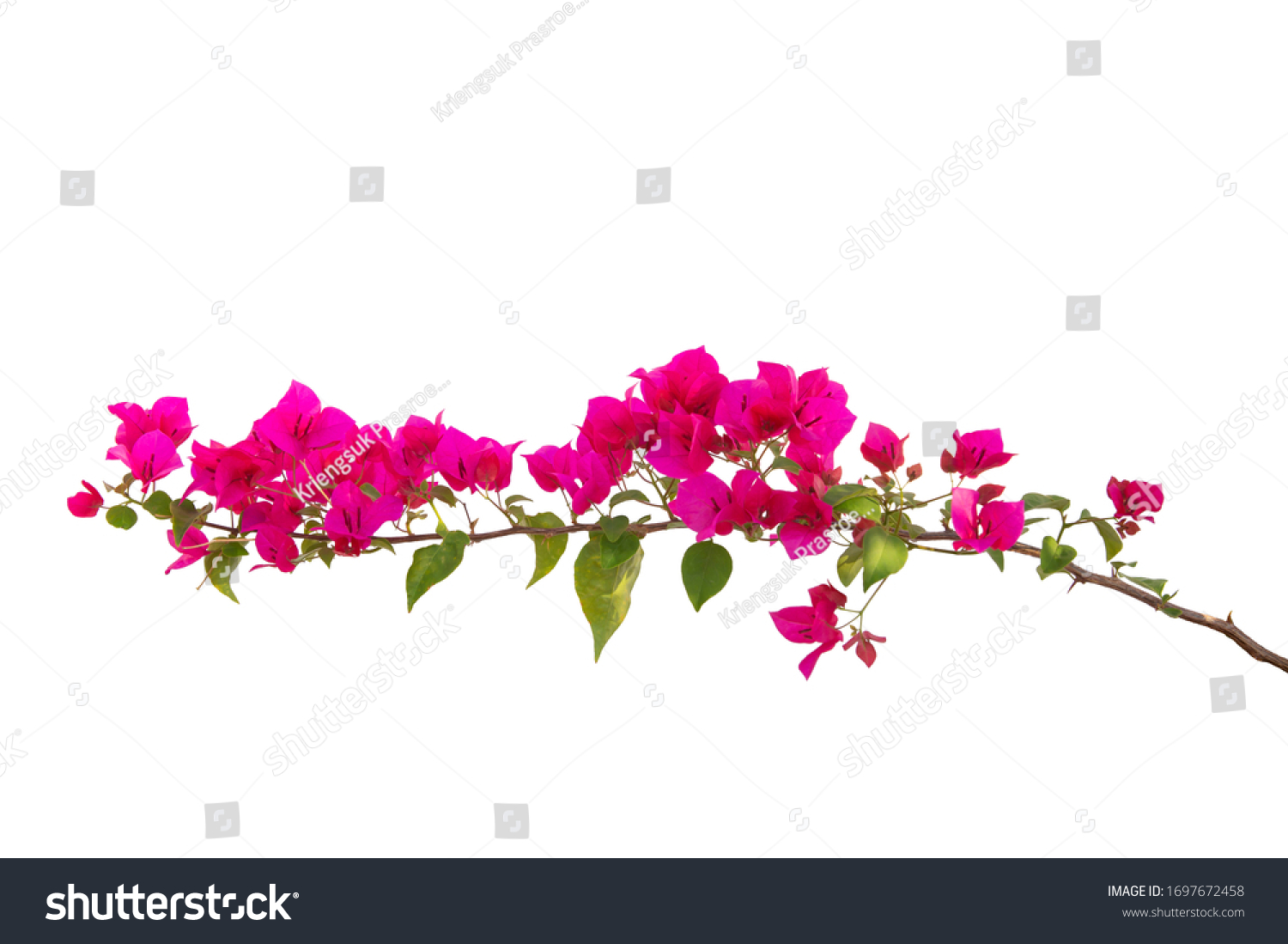 Bougainvilleas Isolated On White Background Save Stock Photo 1697672458 ...