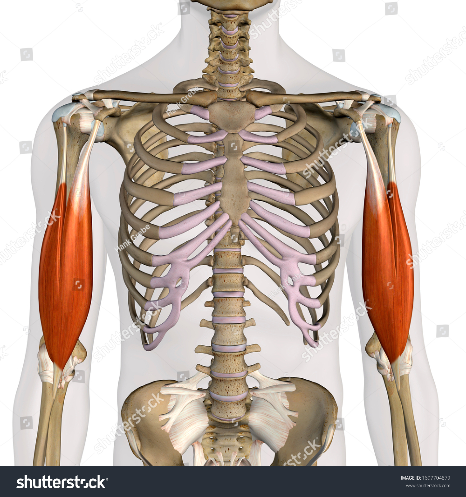 Biceps Brachii Muscles Isolated Anterior View Stock Illustration 1697704879 Shutterstock 5581
