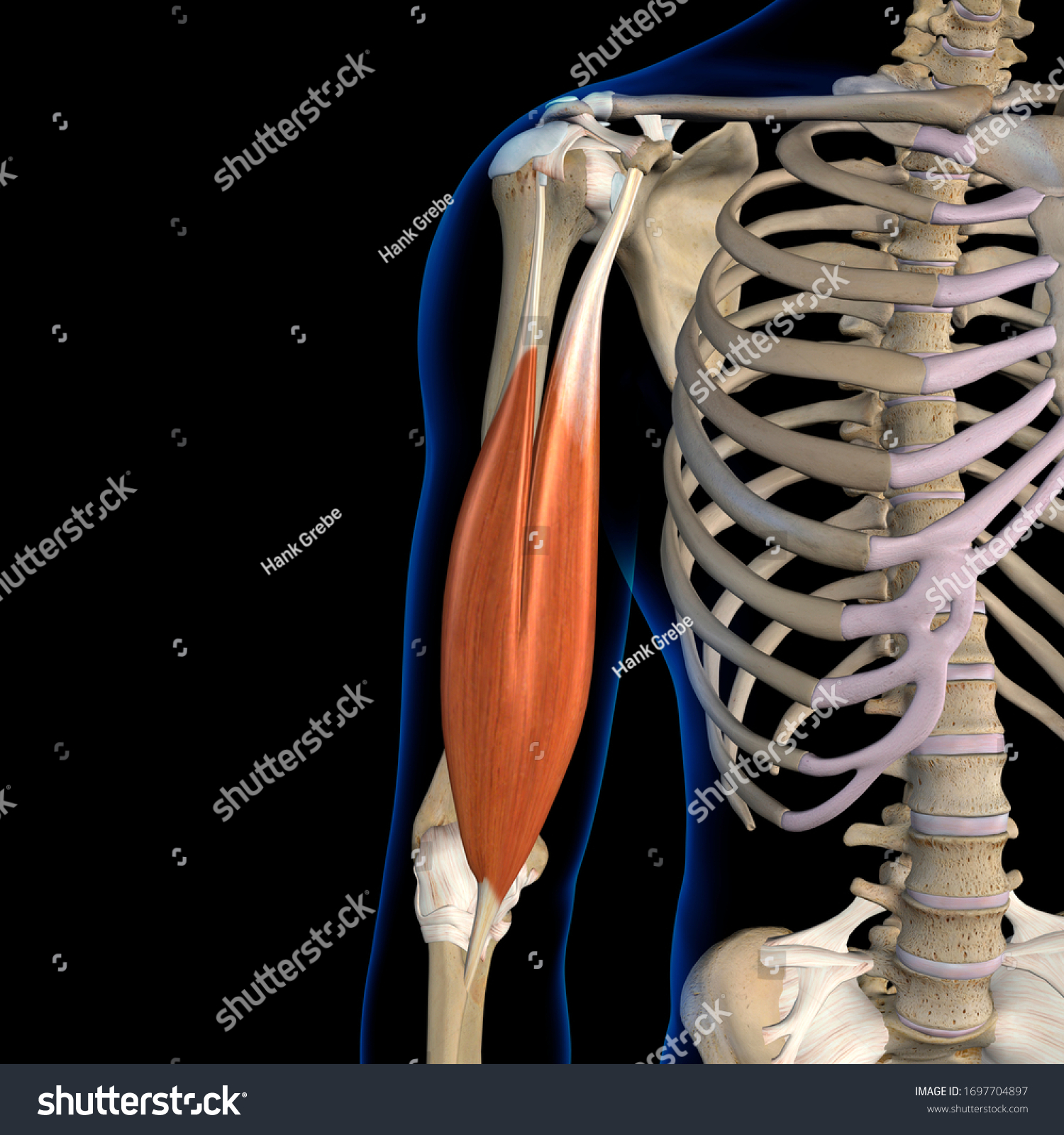 Biceps Brachii Muscles Isolated Anterior View Stock Illustration ...