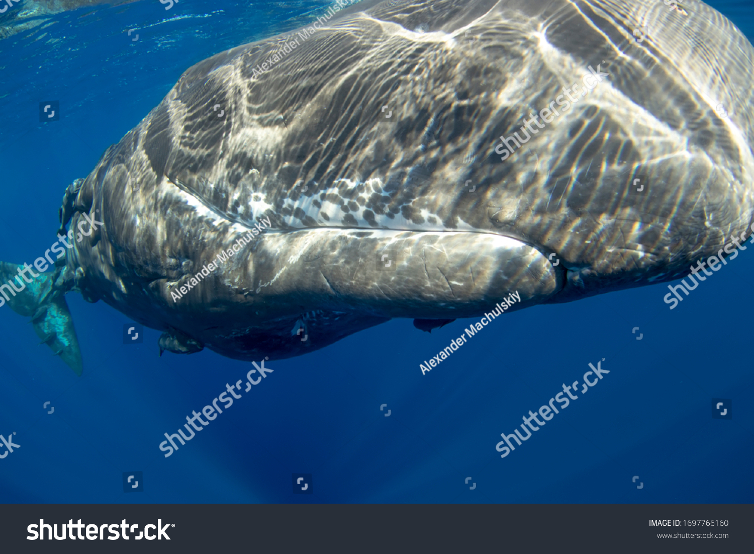 sperm whale mouth