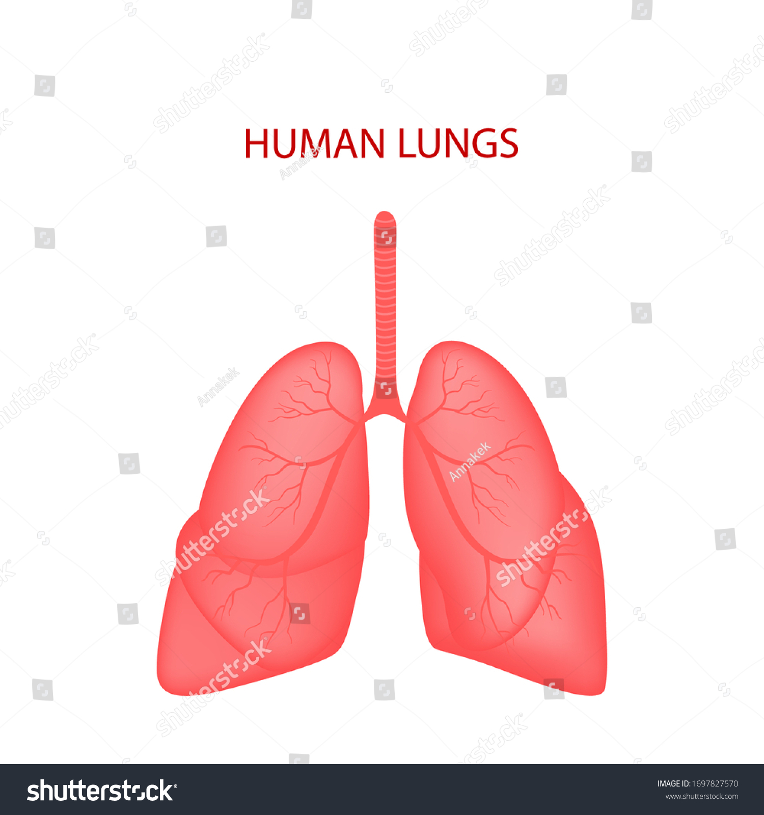 Realistic Lung Anatomylungs Icon Respiratory System Stock Vector ...