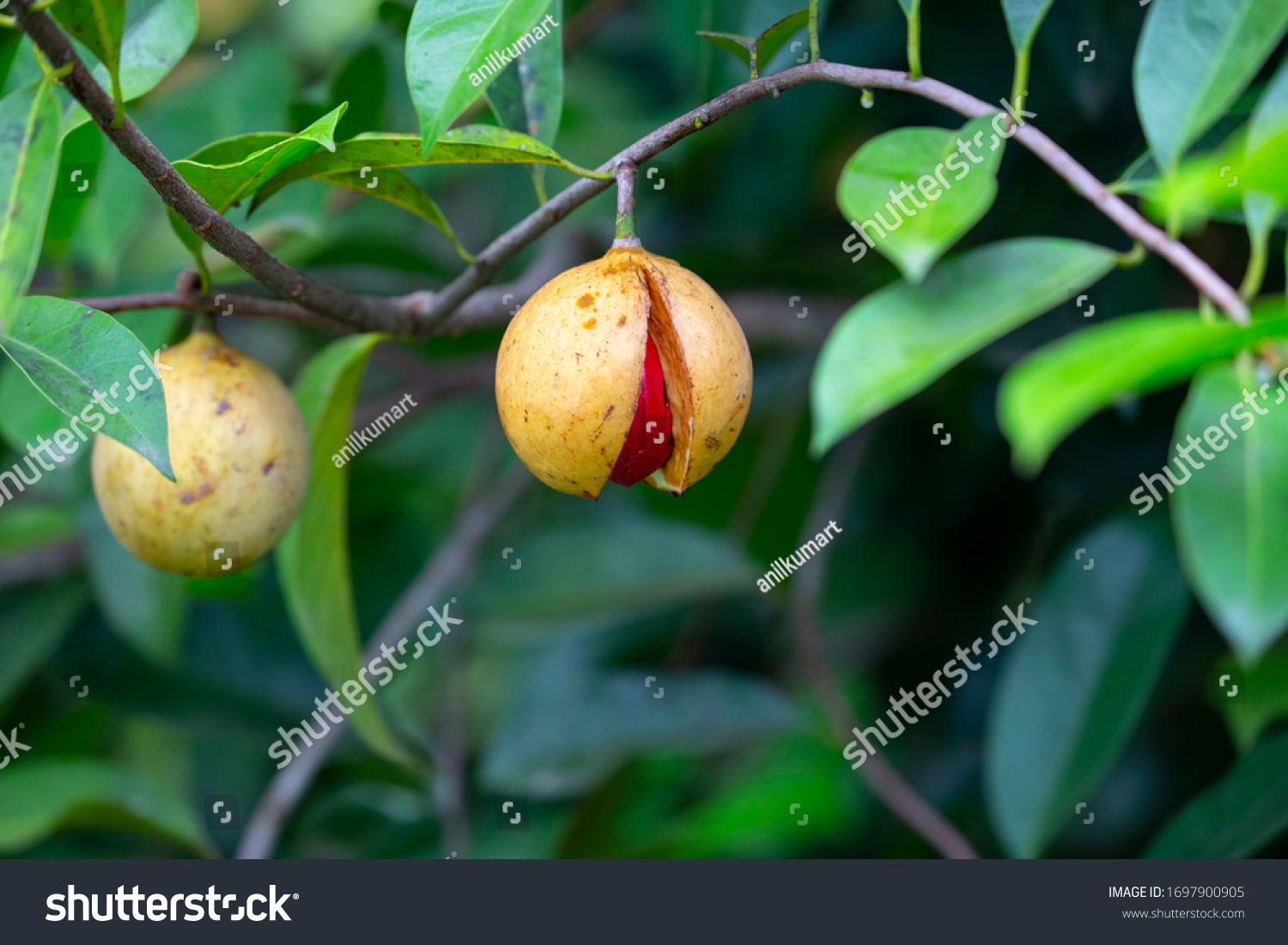 Мускатный орех дерево цветение