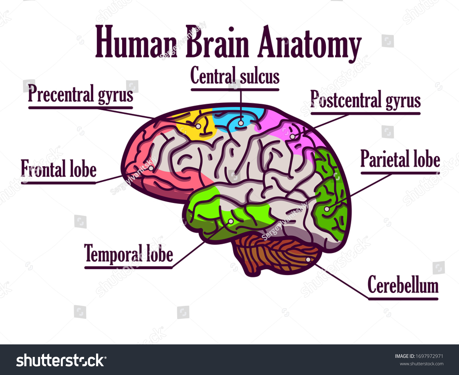 Medical Poster Human Brain Construction Human Stock Illustration ...