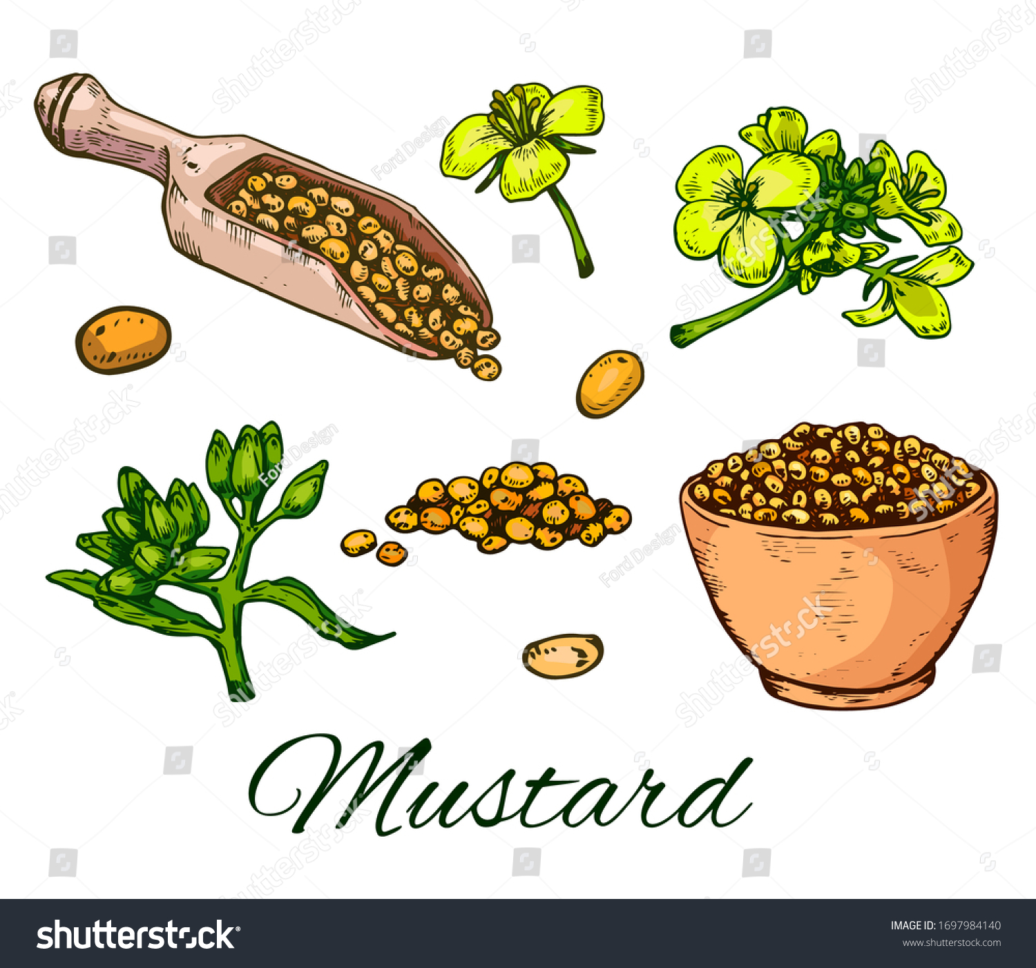 Colorful Mustard Seeds Hand Drawn Set Stock Vector (Royalty Free