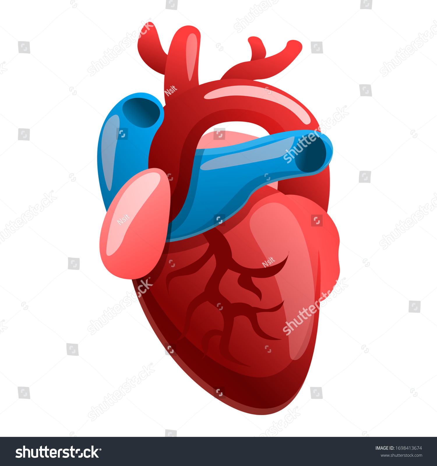 Cardiology Human Heart Icon Cartoon Cardiology Stock Vector (Royalty ...