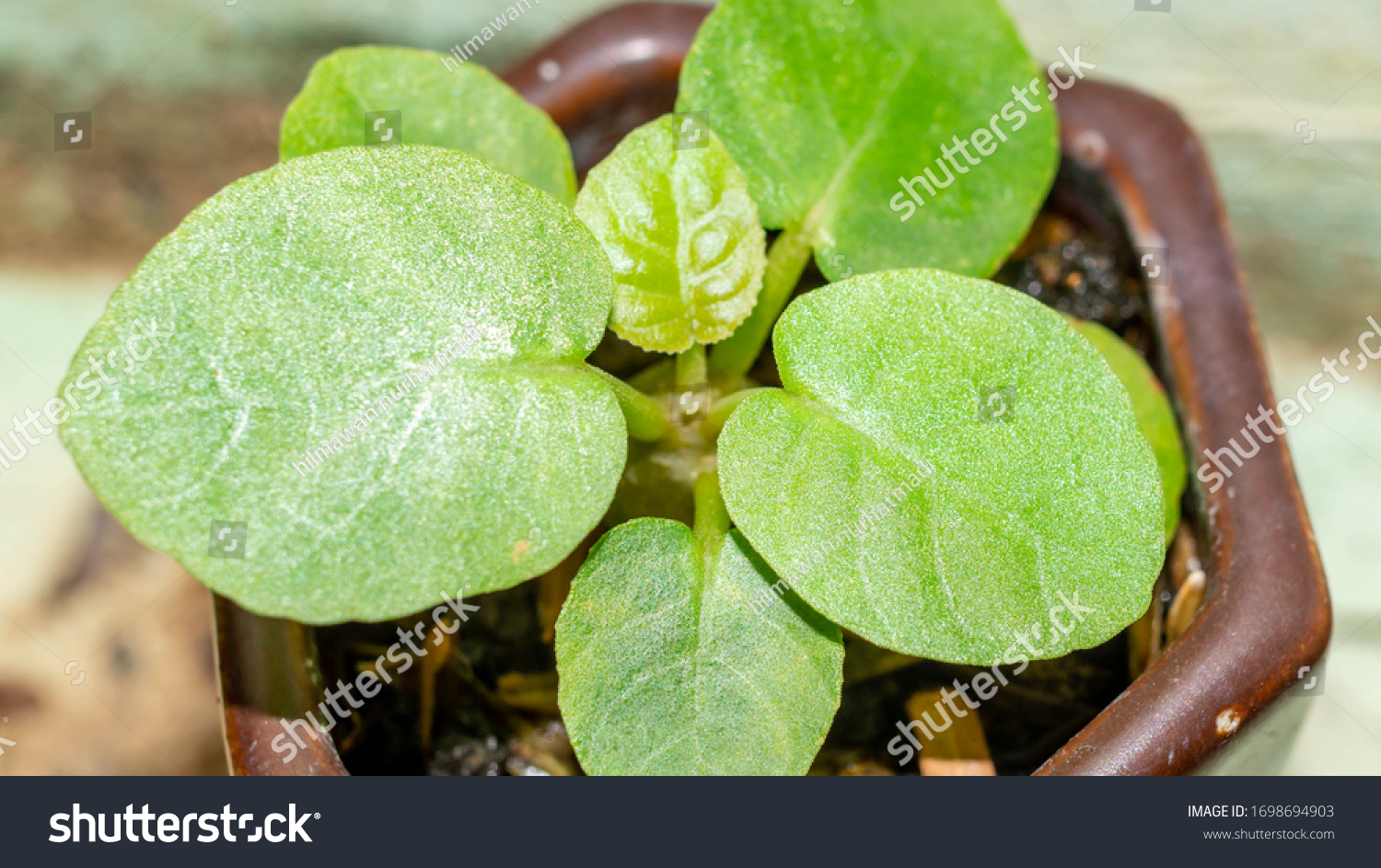 Dorstenia Foetida Seedling Round Leaves Beautiful Stock Photo ...